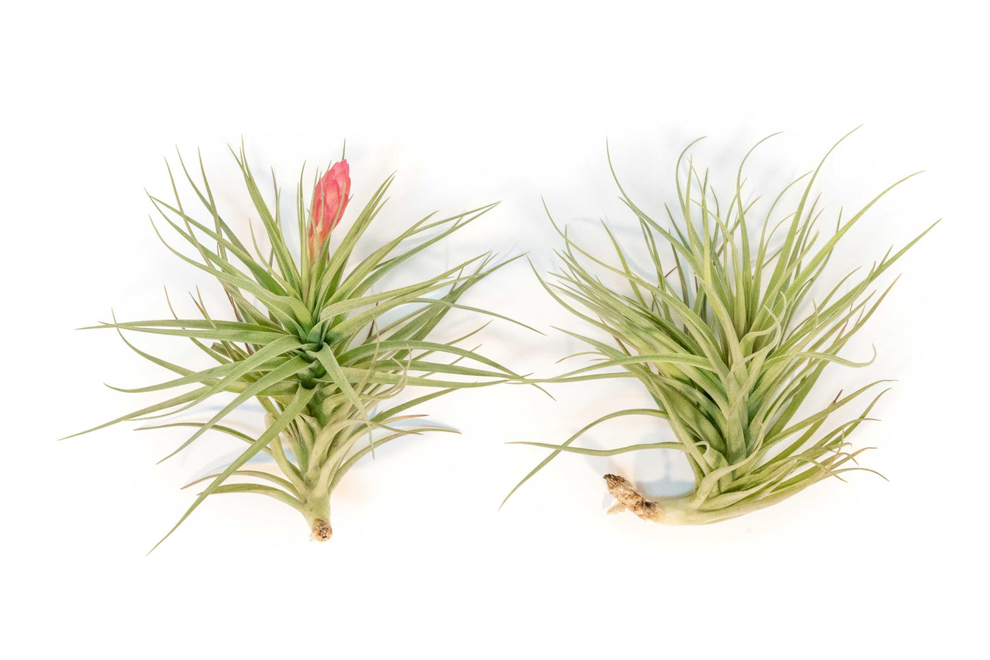 Air Plant Shop Tillandsia Stricta Magnificent - Wholesale and Bulk - Succulents - Live Tillandsia - Easy Care Indoor and Outdoor House Plants