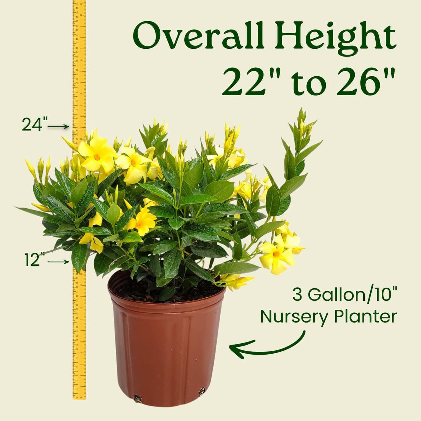 Tropical Plants of Florida Yellow Dipladenia Live Plant - 3 Gallon 22 to 26 Inch Tall Tropical Flowering Bush Outdoor Patio Garden Plant Mandevilla