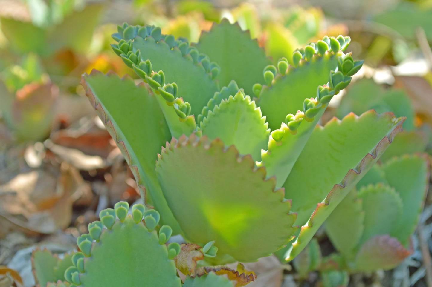 Organic Mother of Millions Plant (Kalanchoe laetvirens) Live Plant in 2.5 inch Pot | Amazing Succulent Easy-to-Grow by Smoke Camp Crafts