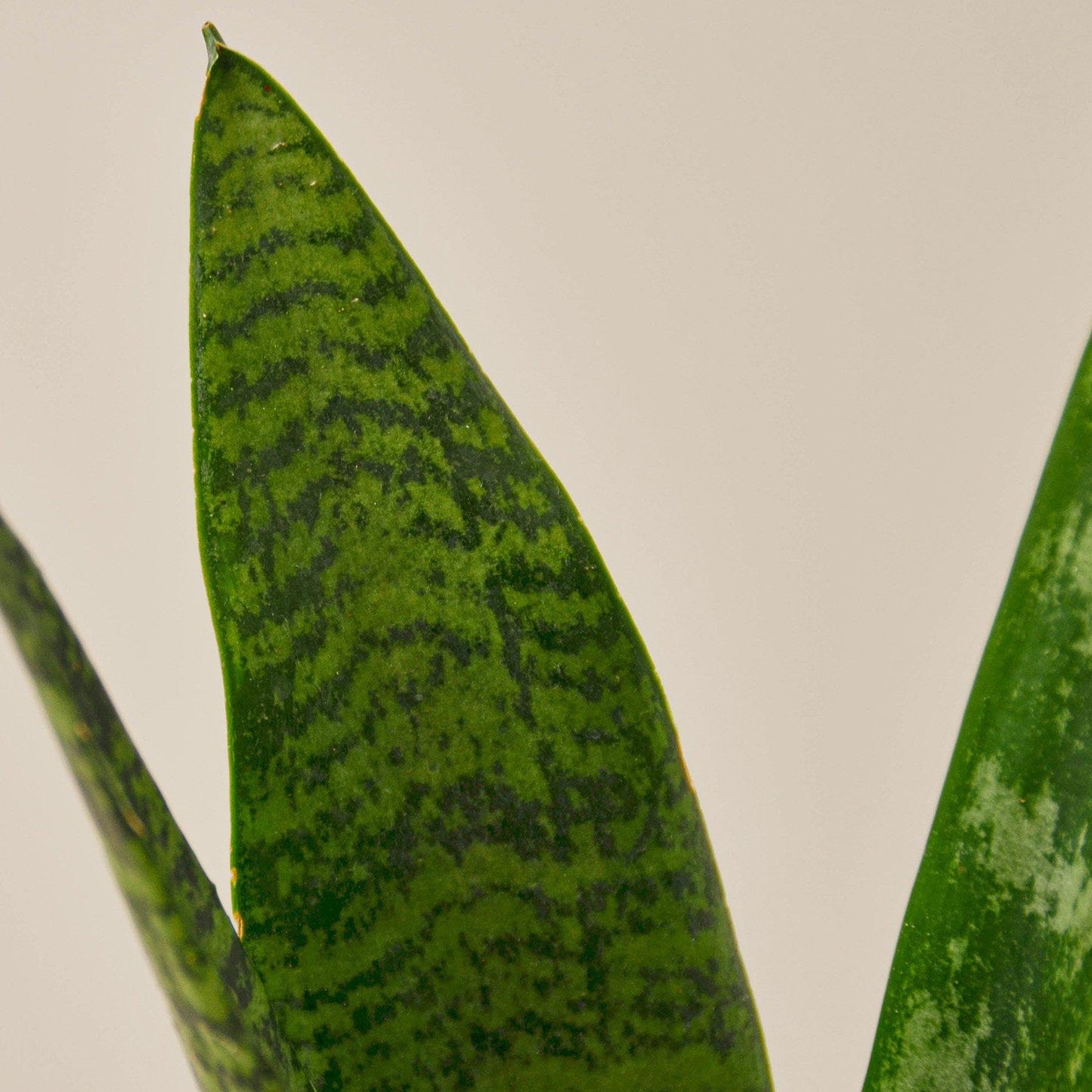 Snake Plant 'Zeylanica' | Live Plant for Indoor & Outdoor | for Living Room, Office, Bathroom | (6" Pot)