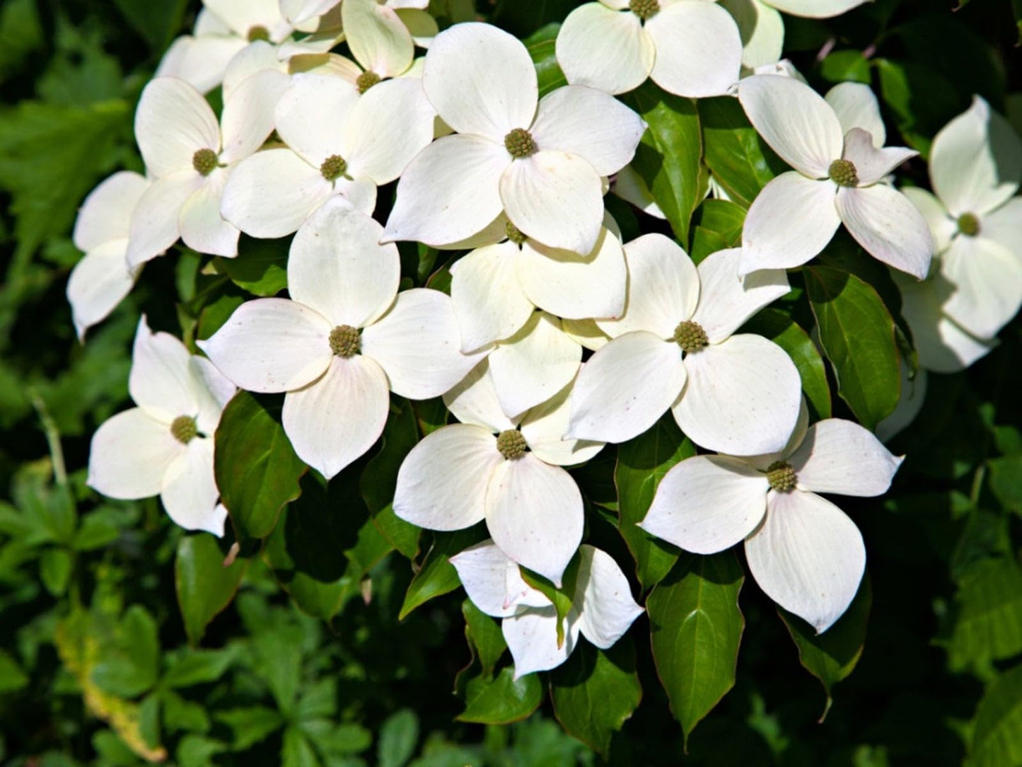 Kousa Dogwood Tree - 12-24" Tall Live Plant - White Ornamental Japanese Flowering Tree - Cornus kousa