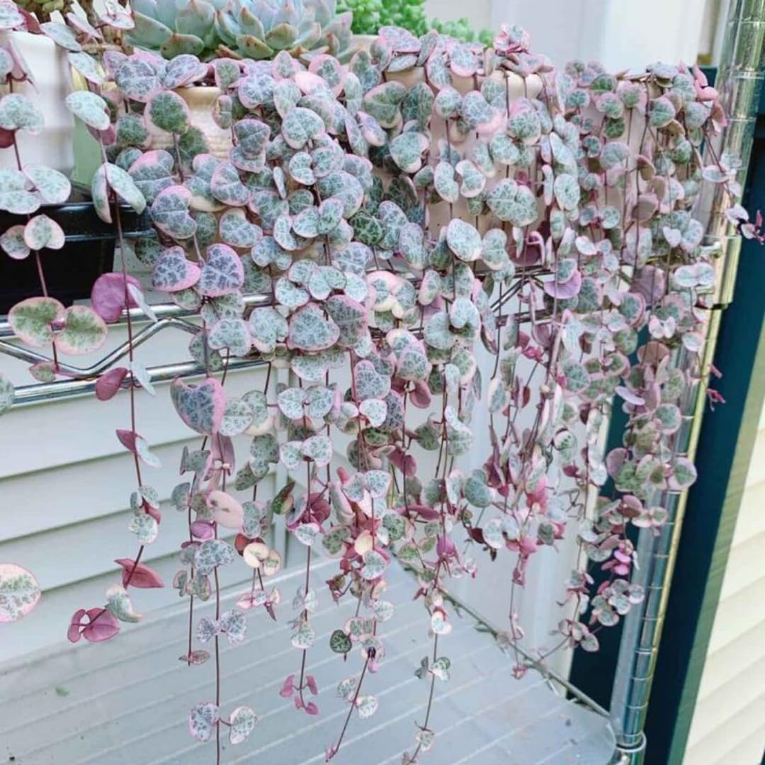 Variegated String of Hearts Live Plants, Easy Indoor Trailing Succulent in 2.5" Pot, Hanging Succulent Houseplant Indoor Outdoor Planting