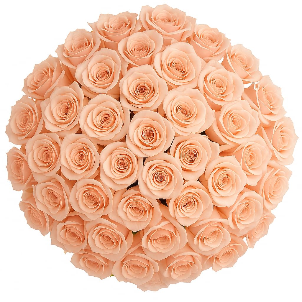 GlobalRose 75 Peach Roses Bouquet - Responsibly Sourced Roses Fresh Flowers - Hand-Picked Flowers Fresh Bouquet for Graduation, Anniversary, Birthday & Special Occasions (4 Bunches of 25 Stems)