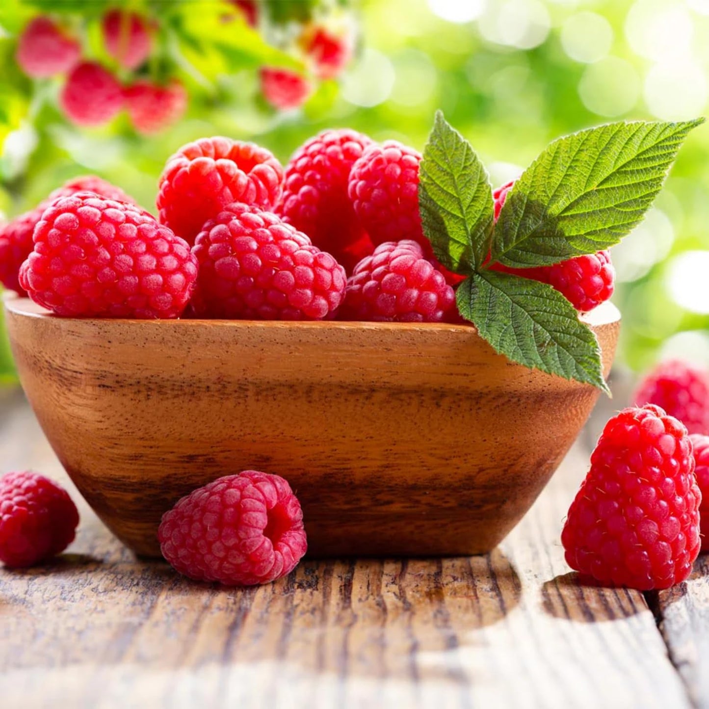 2-Pack Raspberry Plants Live, Raspberry Bushes Live Plants Well-Rooted, 5-9 Inch Tall, Raspberry Fruits (Caroline Red Raspberry)