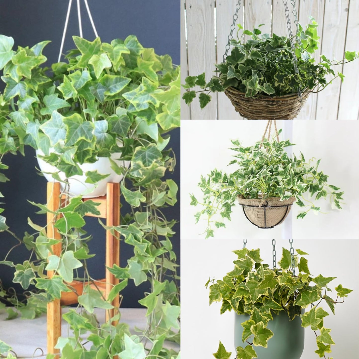 Trailing English Ivy Live Plant, Hardy Ivy Plants in 4" Pot, Climbing Plants Outdoor Garden, Easy Care House Plant (Variegated Yellow Green)