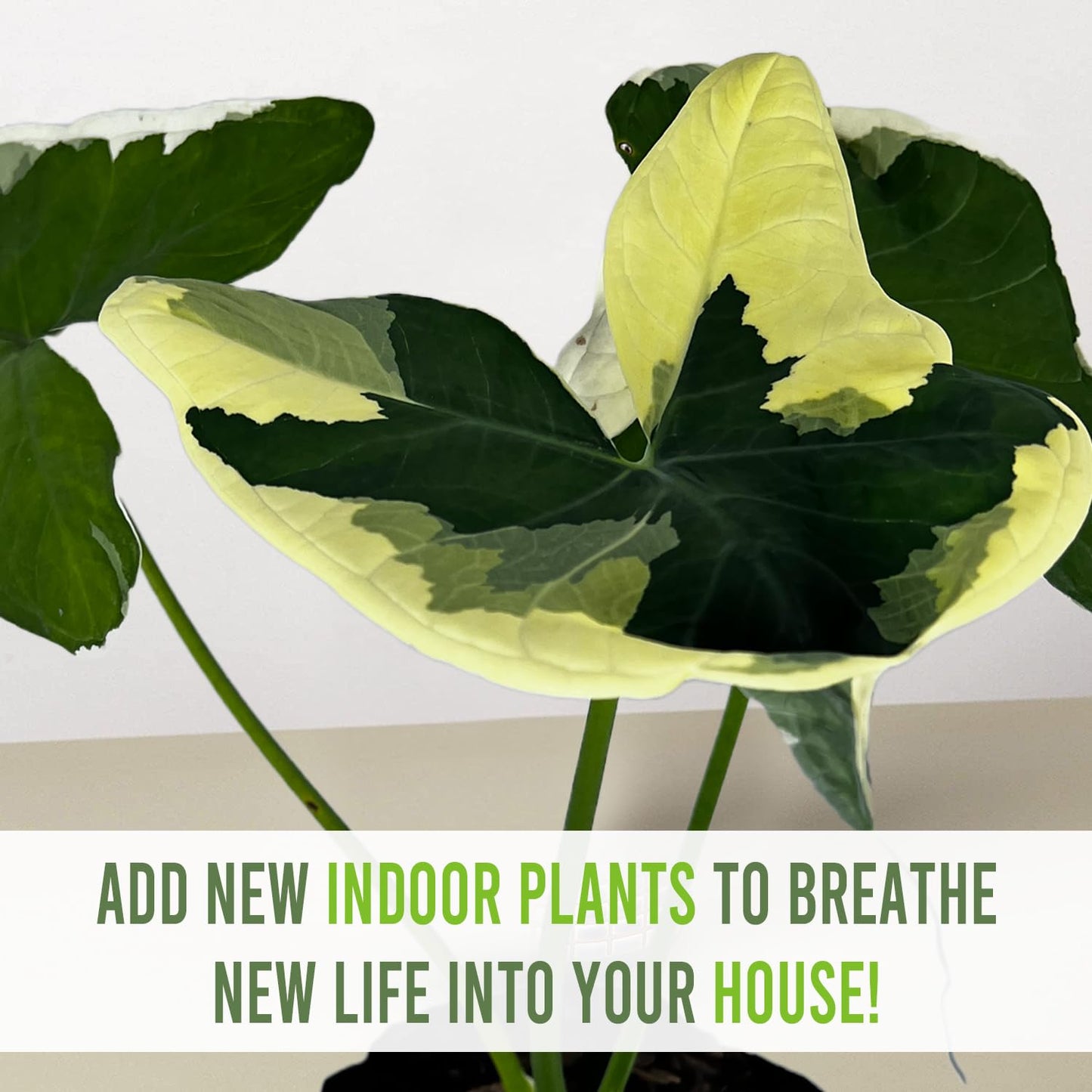 LEAL PLANTS ECUADOR Alocasia Variegated Mickey Mouse (Pack of 2) | Elephant Ear Plant | Heartshape Plant