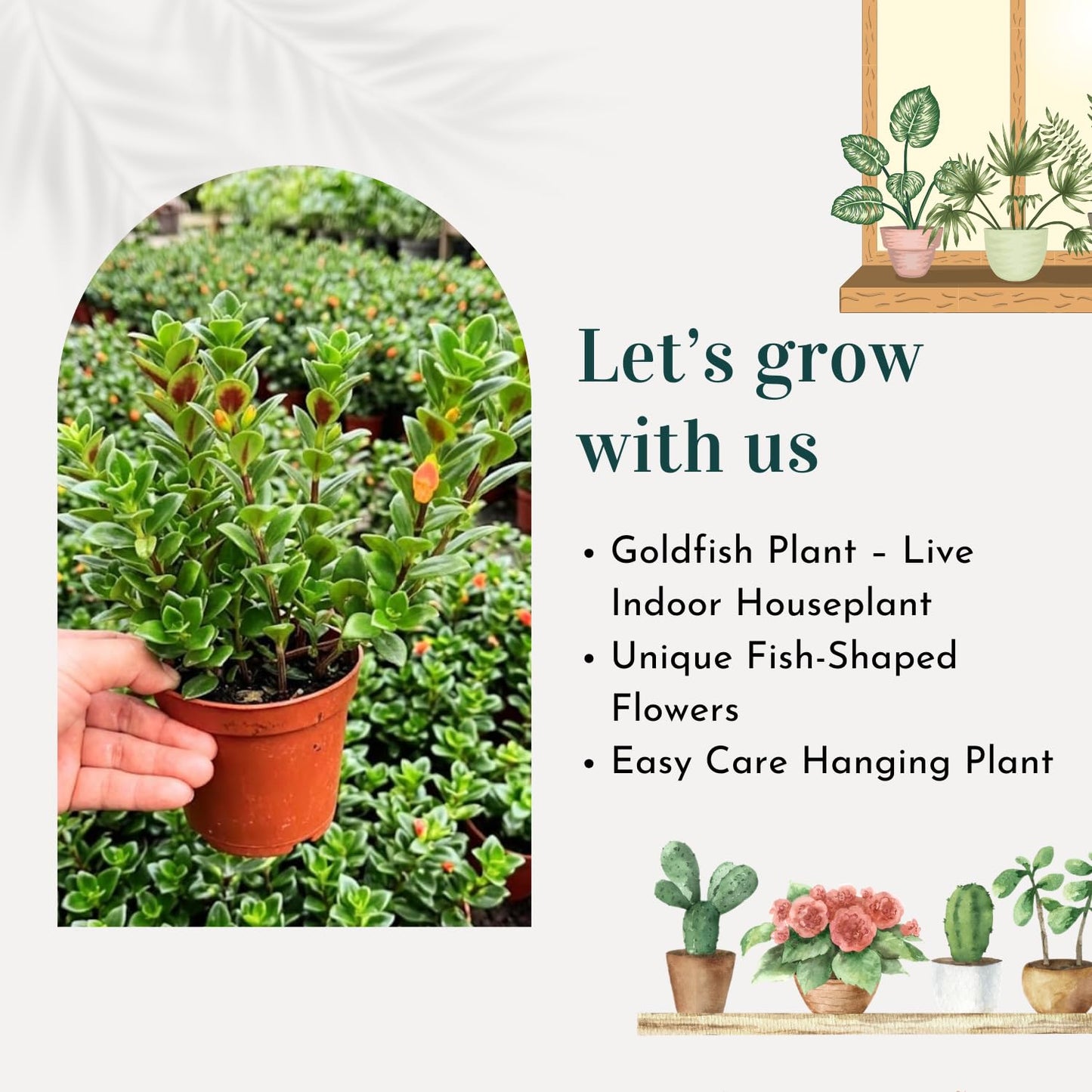Tropical Goldfish Plant Live, 4" Potted Trailing Houseplant for Indoor or Patio Hanging