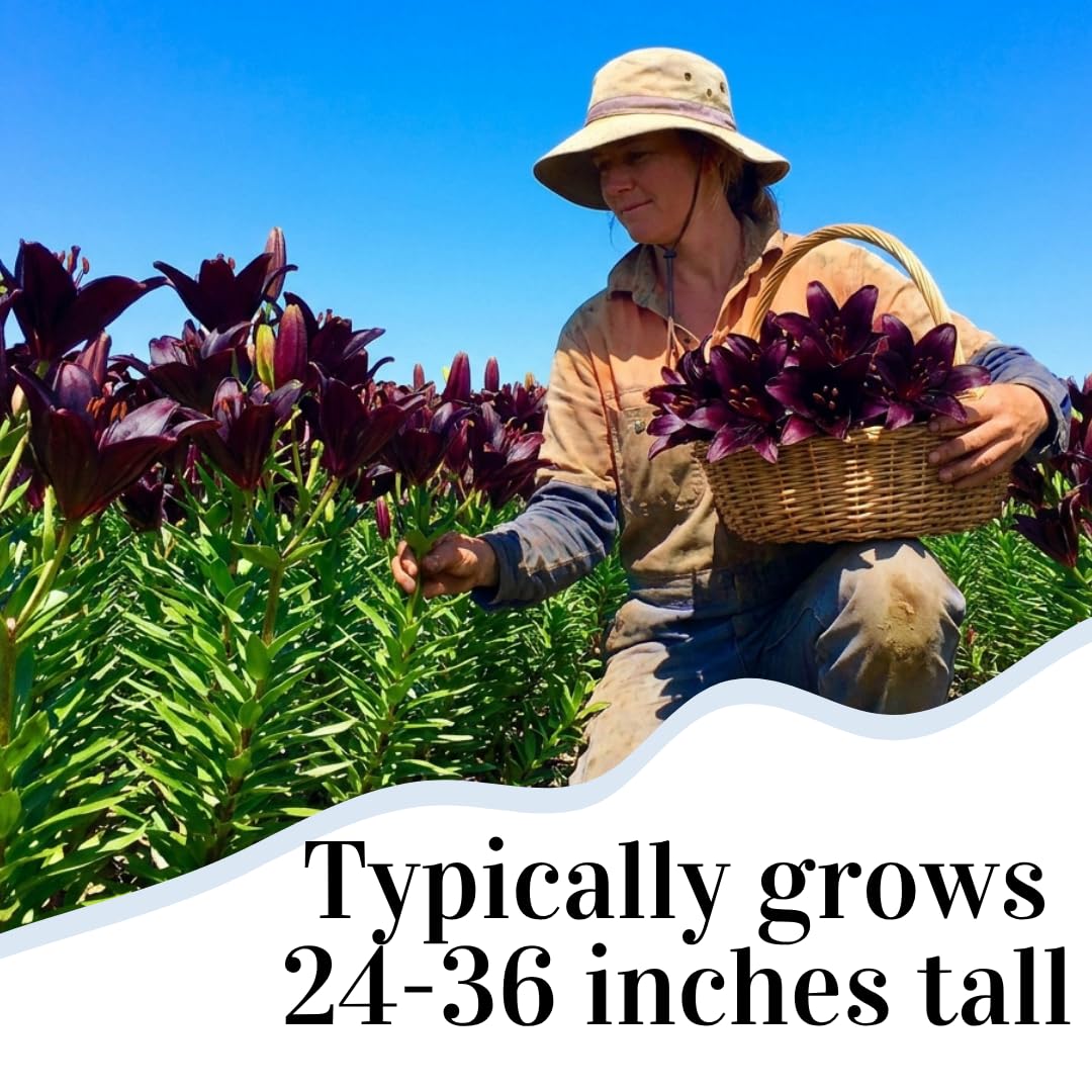Blackstone Lily Bulbs for Planting – Deep Burgundy Black Asiatic Lily Flowers – Hardy Perennial Summer Blooms – Dramatic Garden Accent (5 Bulbs)