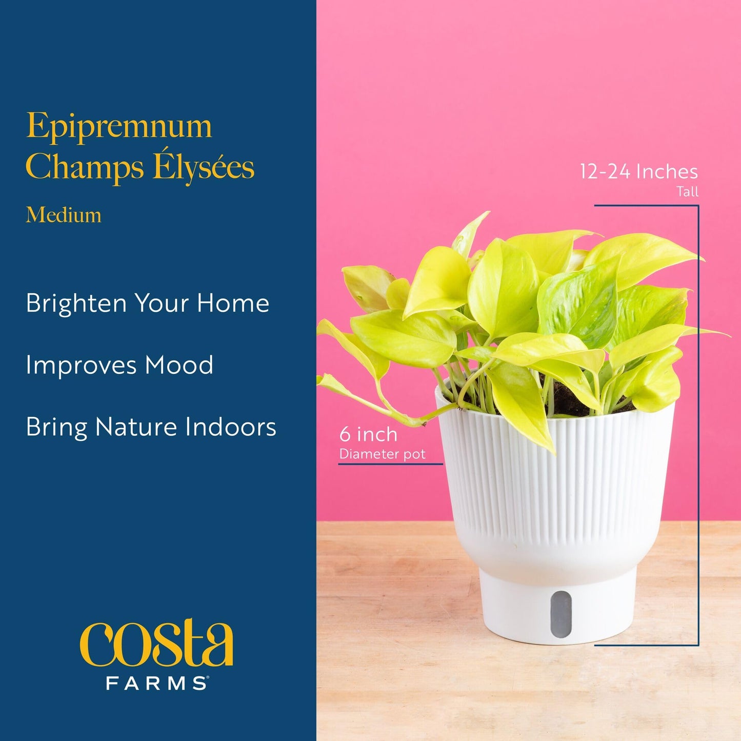 Costa Farms Champs Élysées Pothos Live Plant in Self Watering Pot, Indoor Houseplant, Trailing Vining, Perfect for Home, Room, or Office Decor, Great House Warming or Birthday Gift, 12-14 Inches Tall