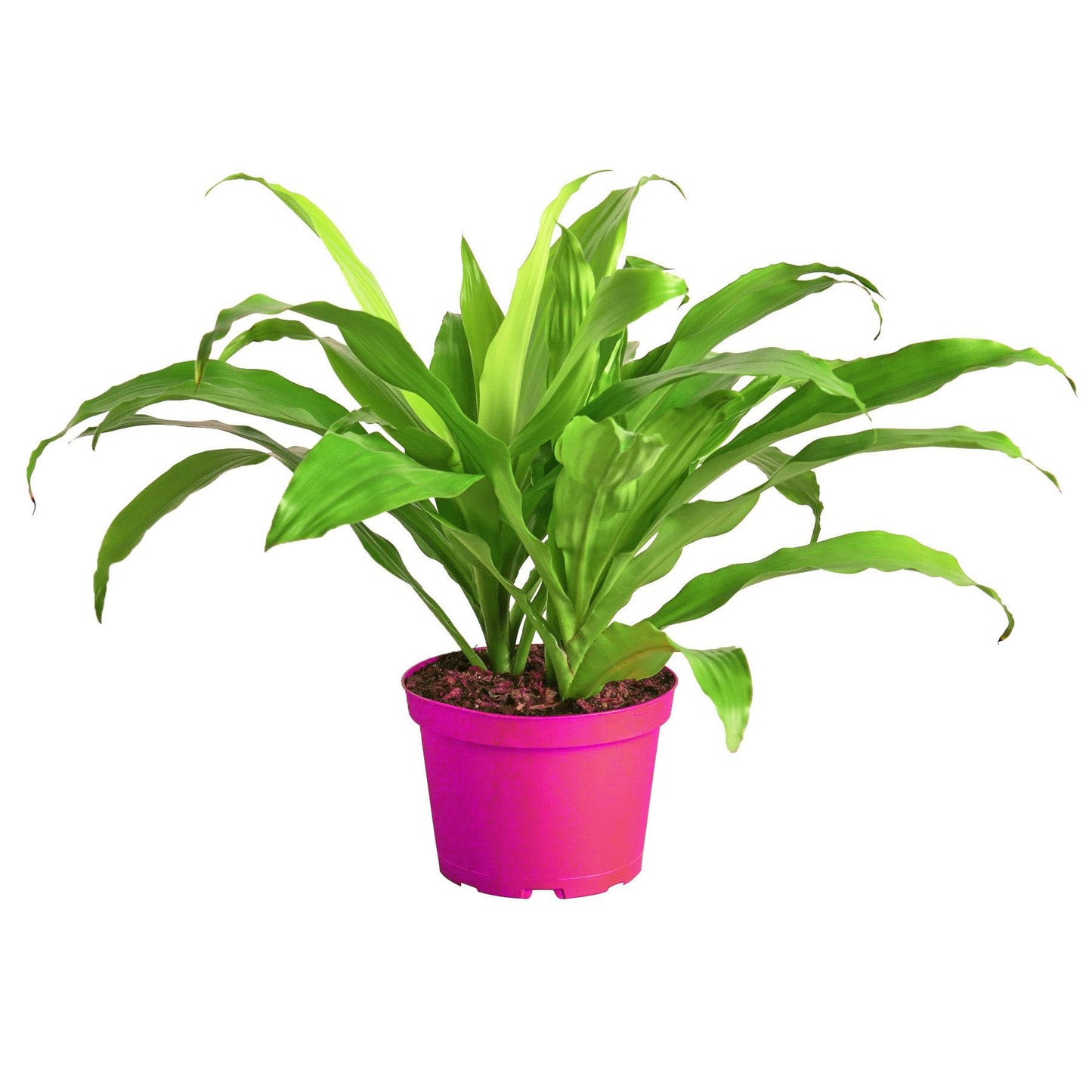 Dracaena 'Lime Light' in 6in Pot - Live Plants Tropical Houseplants | Variegated | USA Growers | The Snobby Leaf