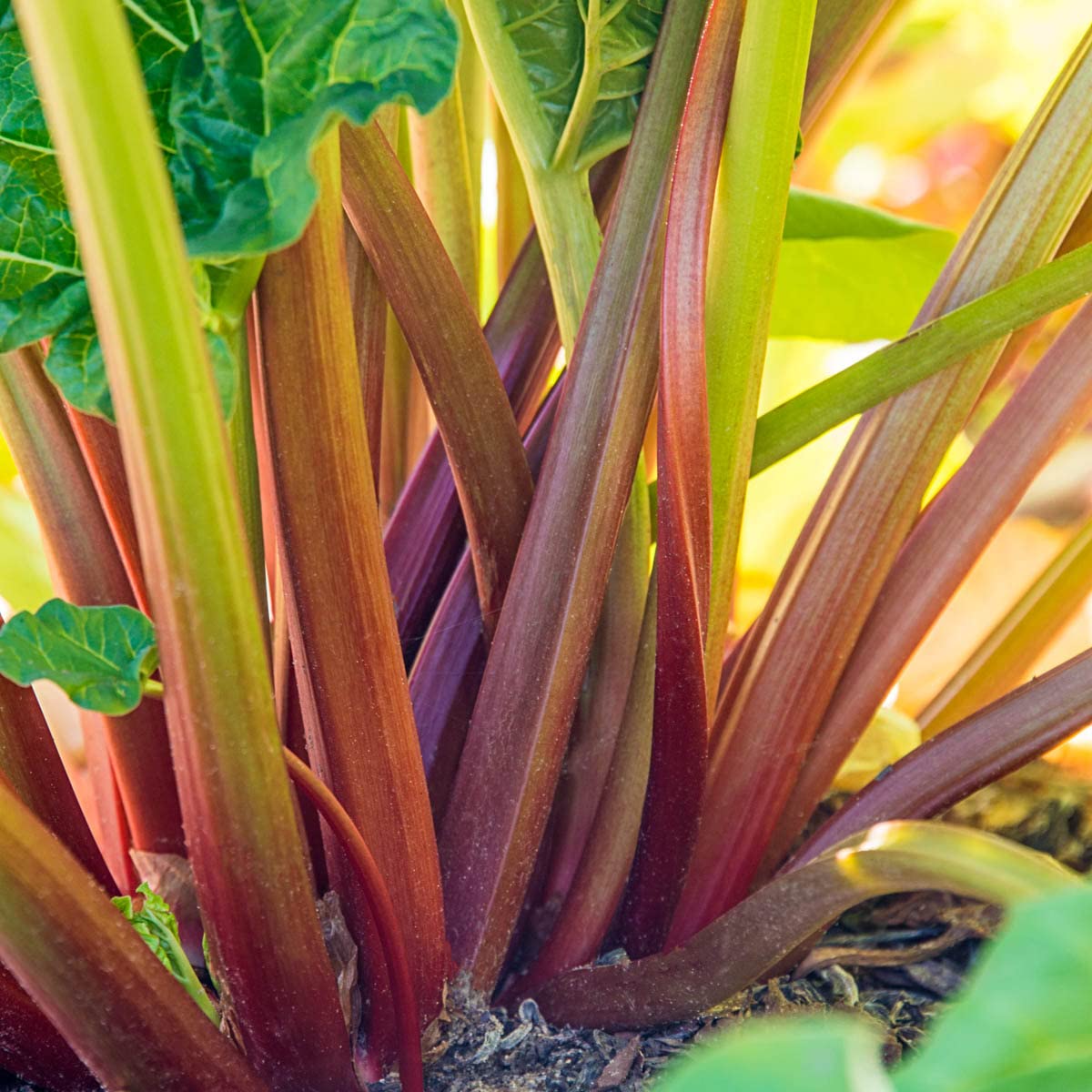 GURNEY'S - Glaskin's Perpetual Rhubarb Plant, Dormant Bare Root Vegetable Roots, 3 Roots per Offer