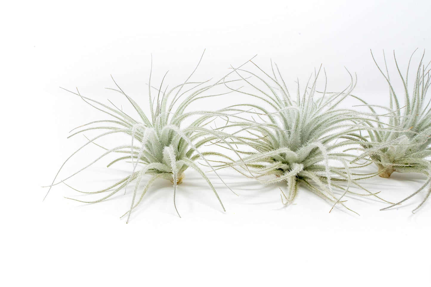 Air Plant Shop 10 Pack Rare Tectorum Ecuador Air Plants - Unique, Bright White, Nursery-Grown Tillandsia House Plant with Fuzzy Trichomes for Terrariums, Driftwood & Living Walls - Wholesale