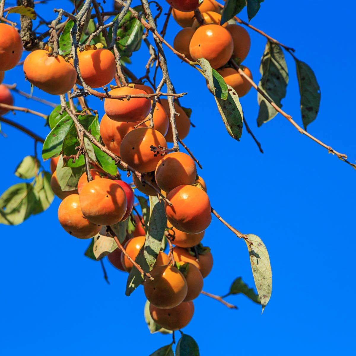 GURNEY'S - Fuyu Imoto Persimmon Diosypros Dormant Bare Root Starter Fruit Tree - Due to resctrictions Can't Ship to California