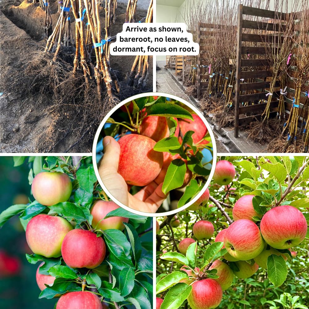 Gala Apple Tree Live Plant, Apple Plant Live for Planting, 2-3 Feet Tall, Bareroot Dormant, Live Apple Tree Plant Live, Sweet Apple Fruit Tree Ready to Grow Your Garden