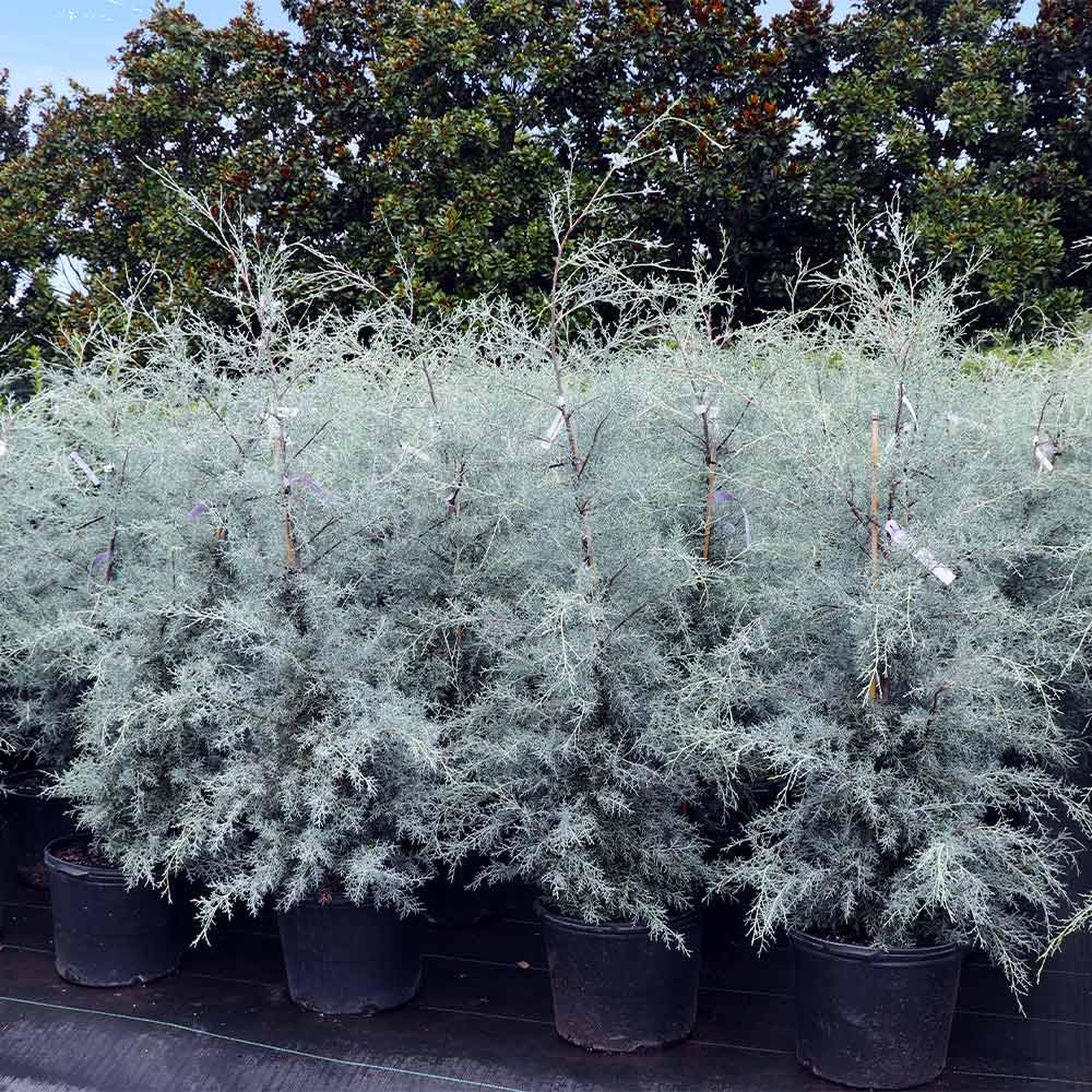 Brighter Blooms - Carolina Sapphire Cypress Tree, 1-2 ft. - No Shipping to AK, AZ, HI