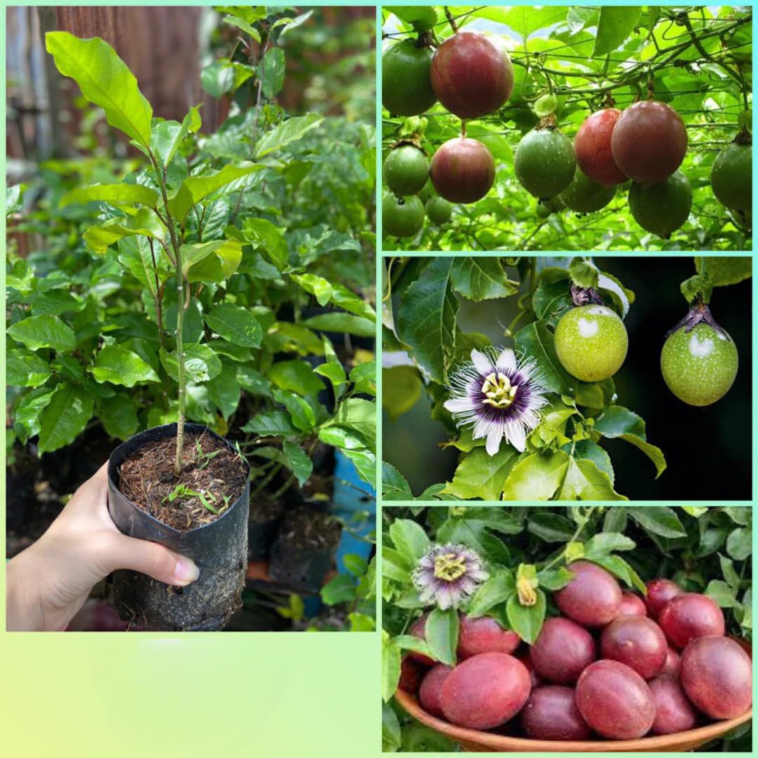 Passion Fruit Tree Live Plant, Purple Passionfruit Vine Plant Live, Passion Fruit Plant for Garden Outdoor or Indoor, 5 to 8 Inc in Height