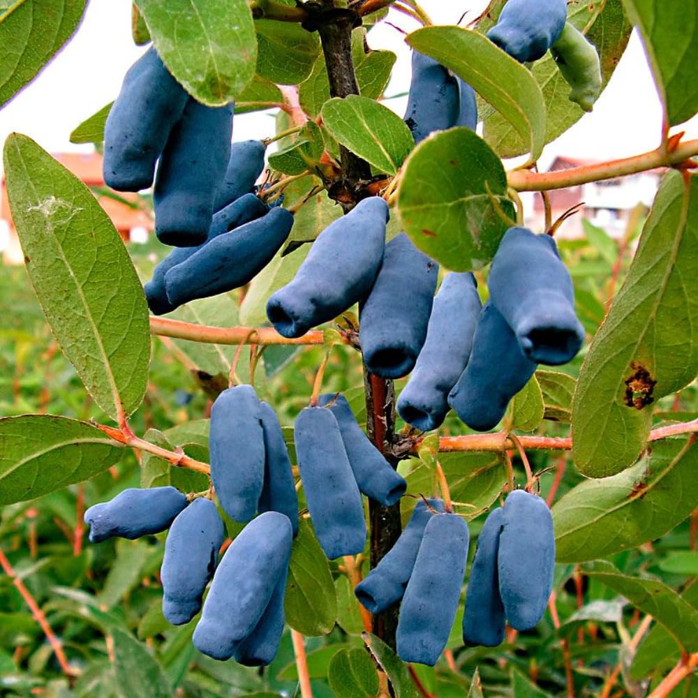 Honeyberry Bush Plant, 6-8 Inch Tall Sweet Blue Honey Berry Tree, Perennial Haskap Plant