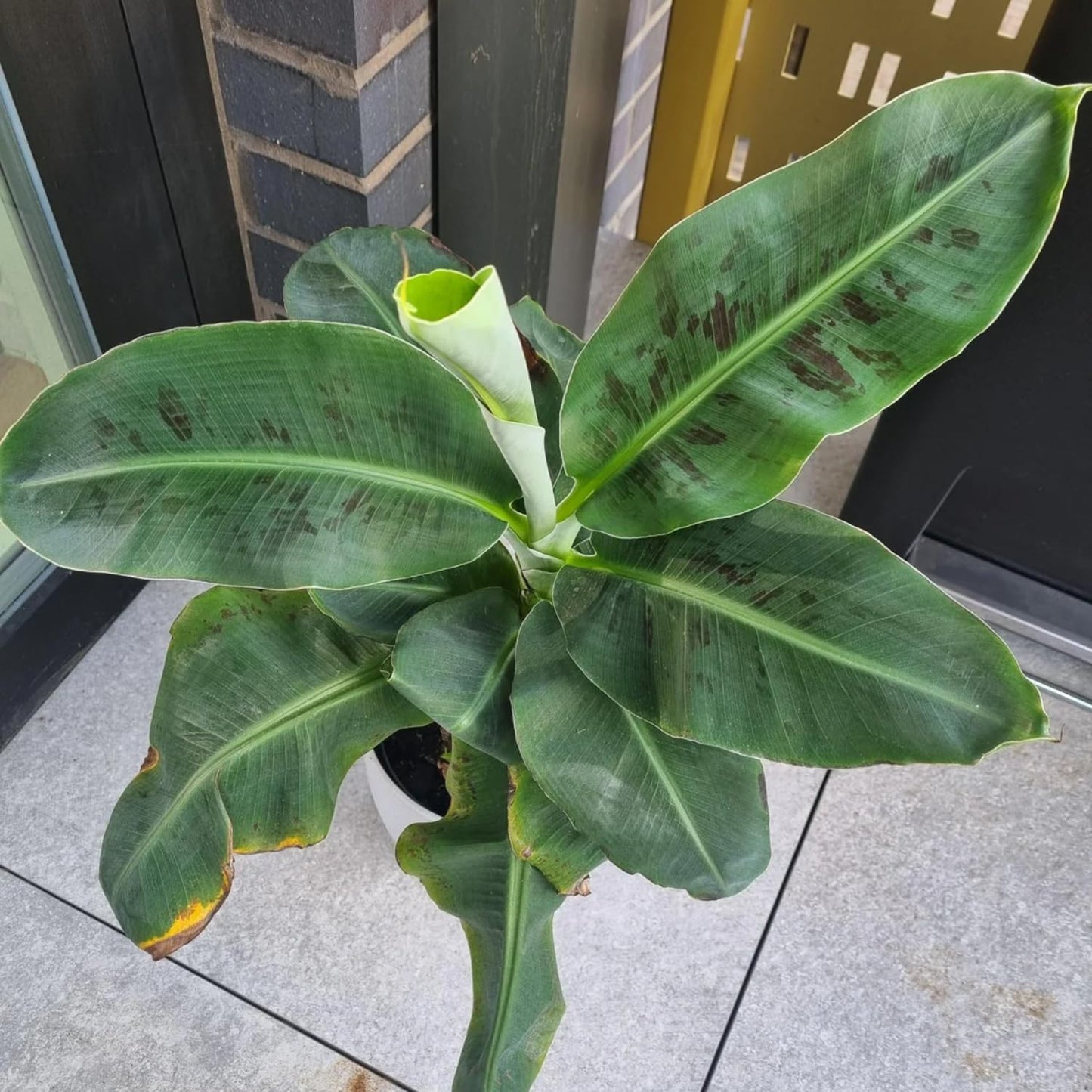 Dwarf Cavendish Banana Tree Starter, Live Banana Plant 5 Inches Height Bareroot, Fruit Tree Live Plant