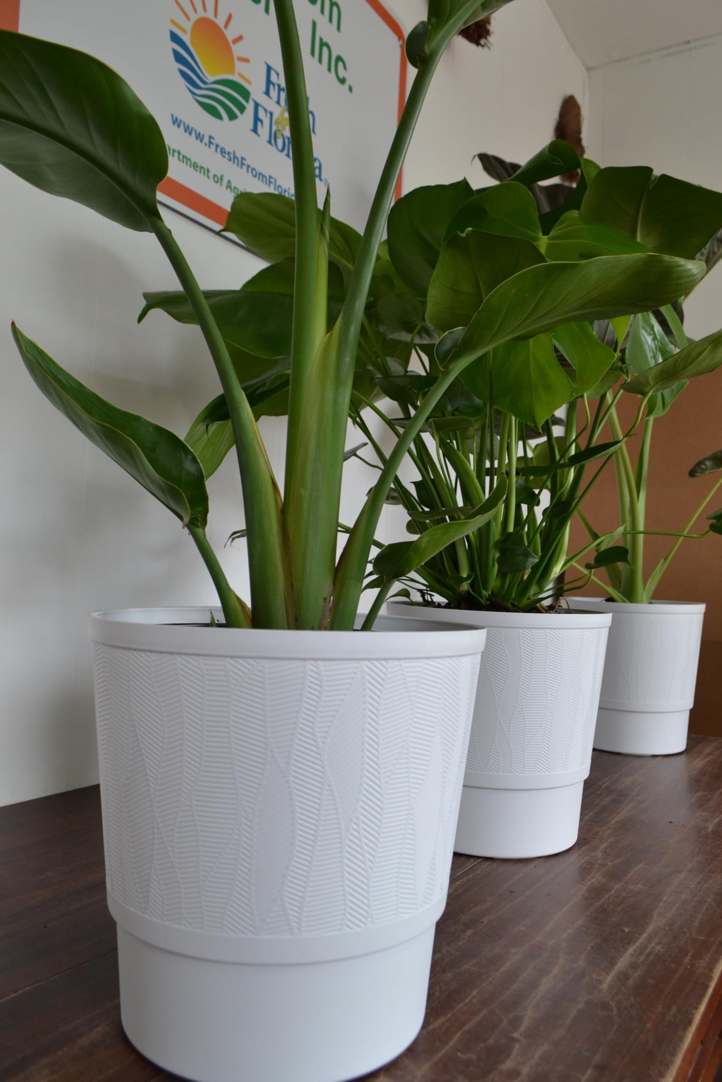 Live Plant Starter Pack | 3 Large Indoor Plants in 10” Pots – Alocasia Regal Shield, White Bird of Paradise & Monstera Deliciosa | Perfect for Apartments, New Homes, Dorm Rooms & Housewarming Gifts