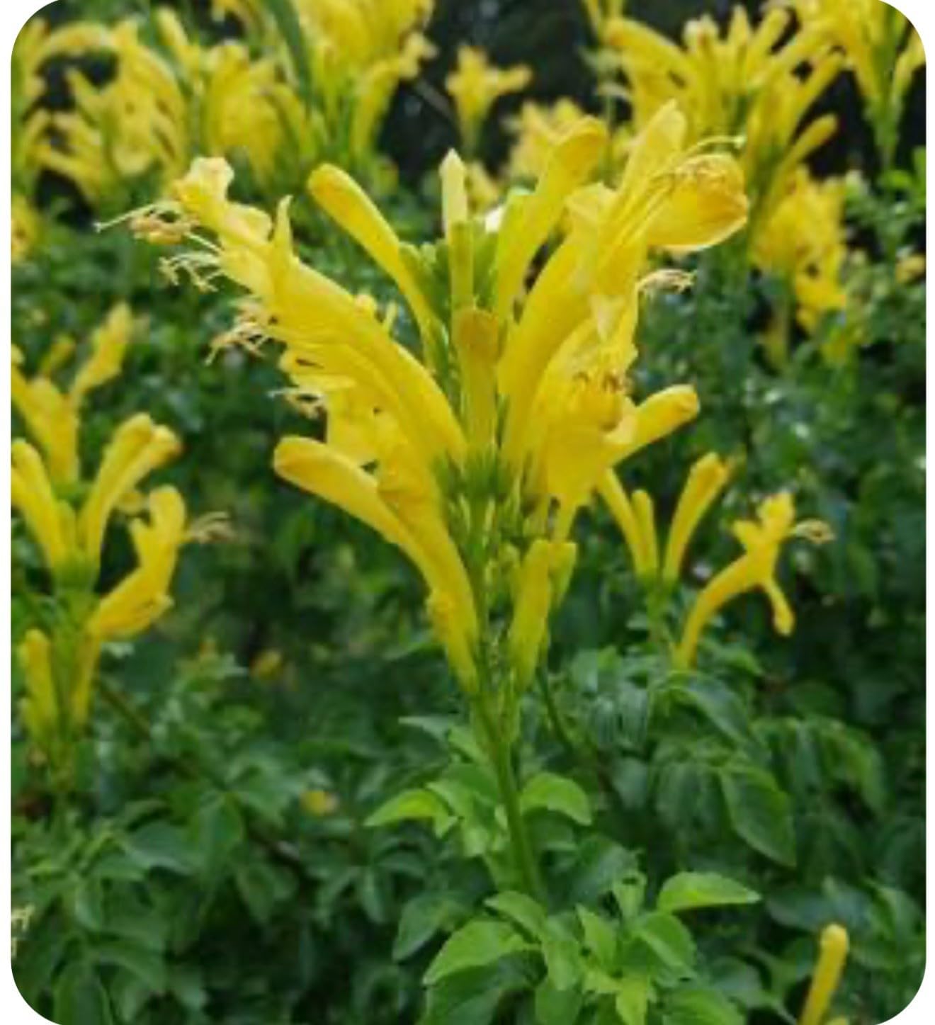 Live Plant - Cape Town Yellow Tecomariasmall Rooted Starter Planthummingbird Heaven