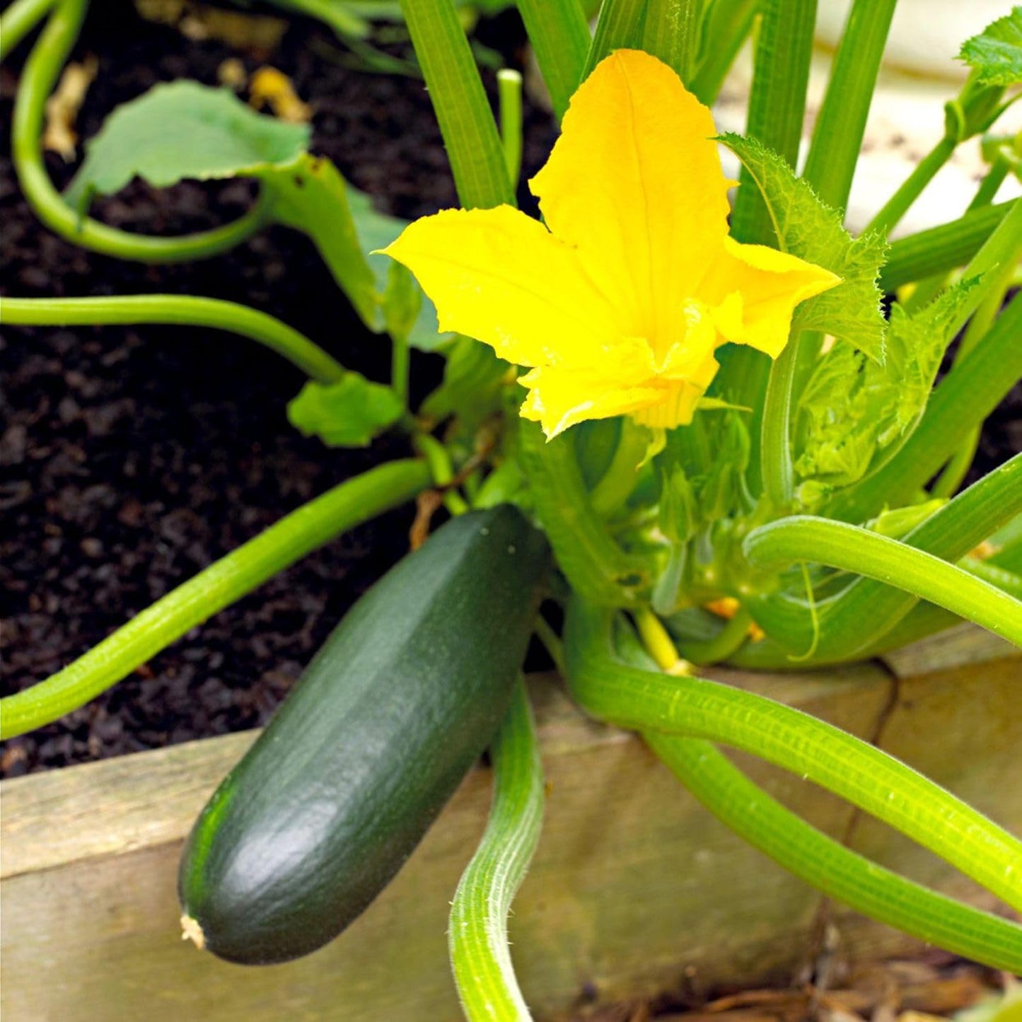 2 Green Squash Zucchini Plants Seedlings, 4 Inches Pot, Squash Plants Live, Live Zucchini Plants