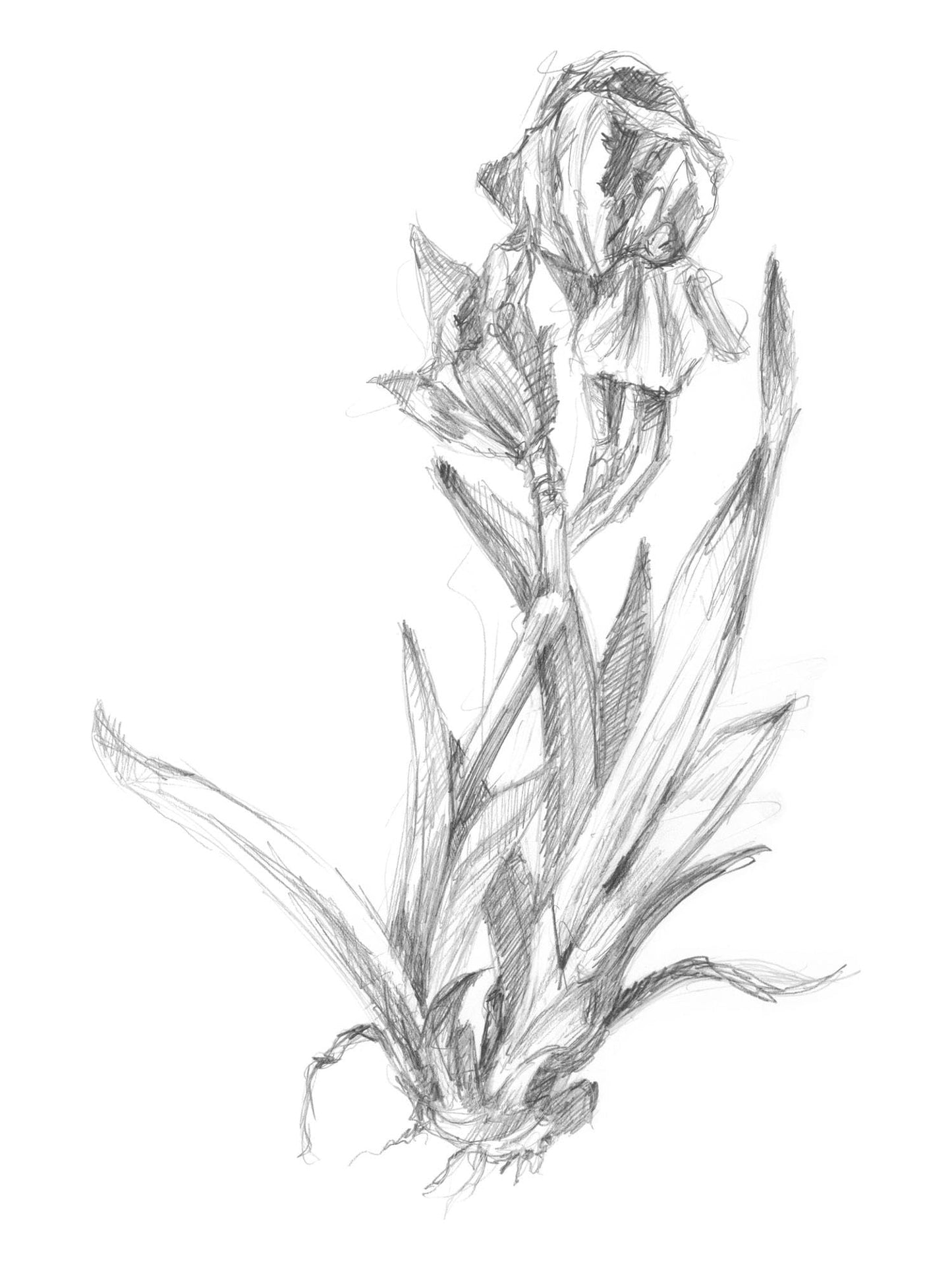 ART.COM Wall Art Prints Botanical Sketch VI by Ethan Harper, Botanical Decor, 12" x 16"