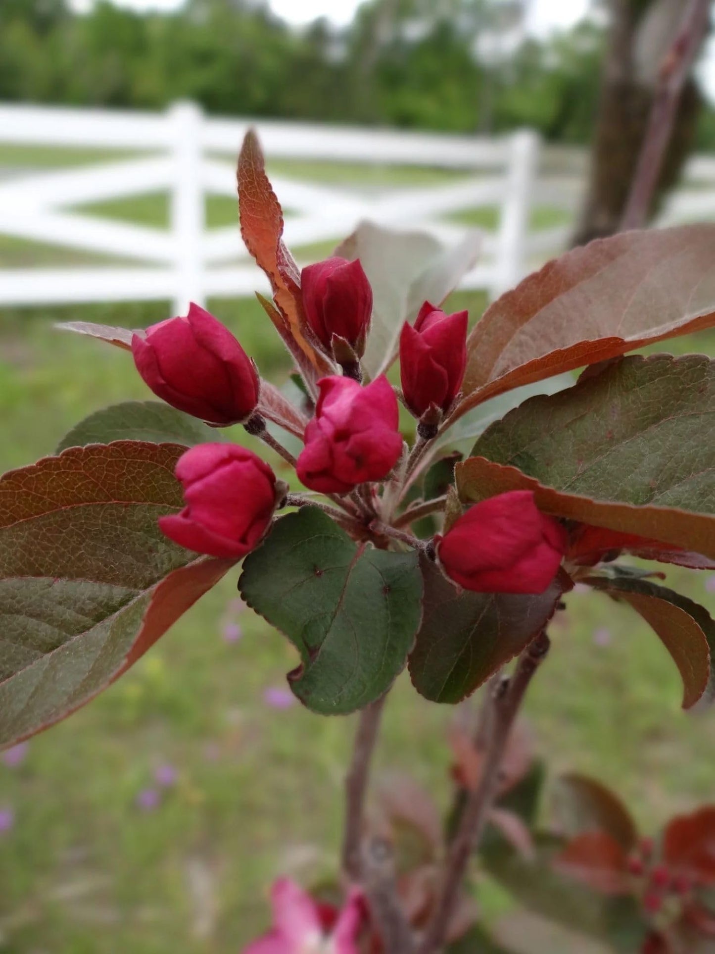 American Plant Exchange Centurion Crabapple Tree, Live 1-Gallon Pot, Cold Hardy, Rose-Red Flowers, Red Fruit, Outdoor/Landscape Tree, Attracts Birds and Butterflies
