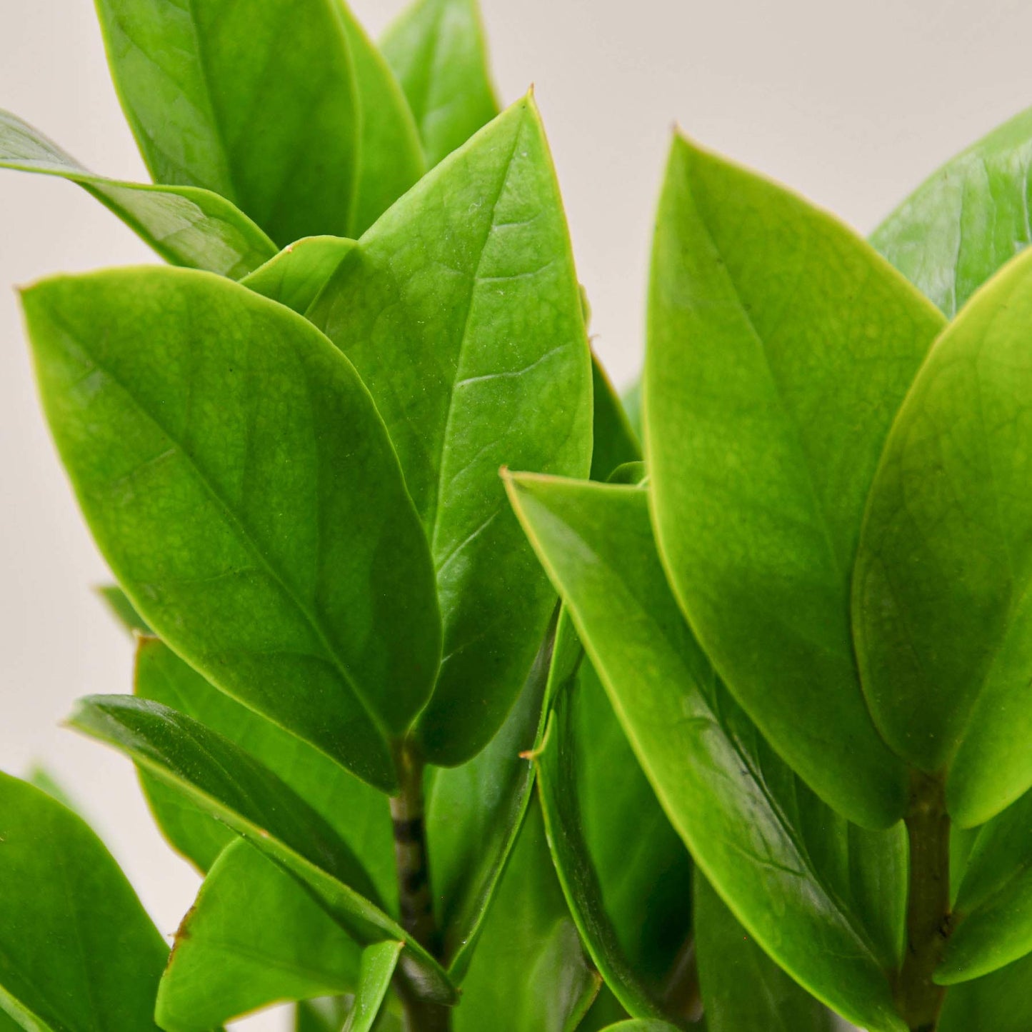ZZ Plant | Live Plant for Indoor & Outdoor | for Living Room, Office, Bathroom | (6" Pot)