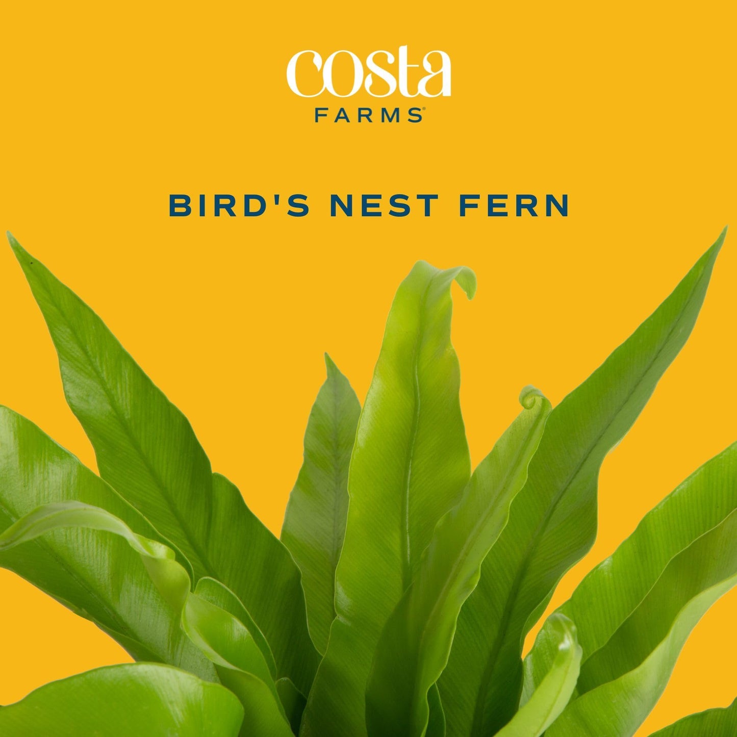 Costa Farms Bird's Nest Fern Live Plant in Decorative Pot, Air Purifying Indoor Houseplant, Perfect for Home, Room, or Office Decor, Great House Warming or Birthday Gift, 12-18 Inches Tall