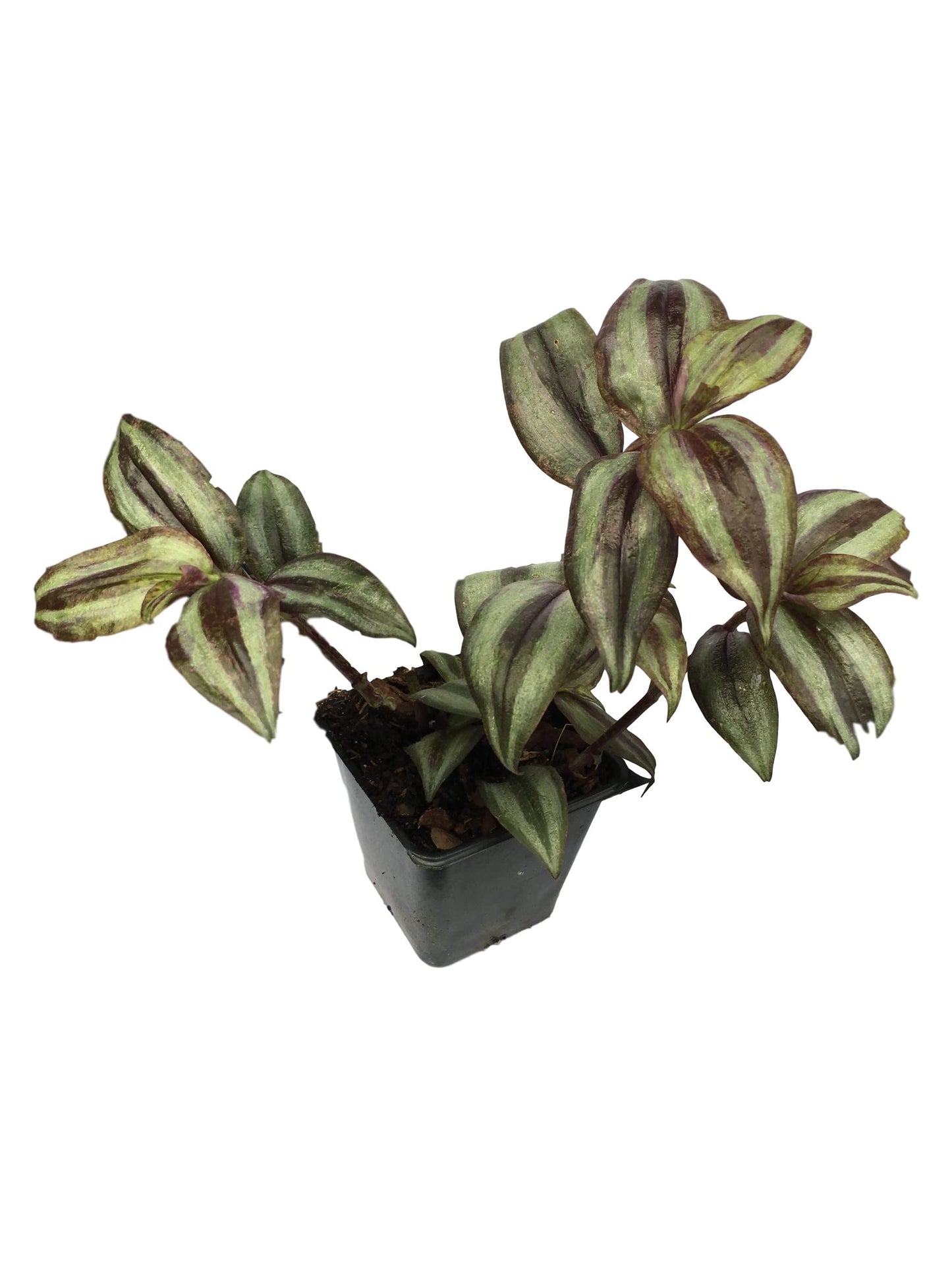 Purple Wandering Jew Plants in 4 Inch Pots (2) Please DO NOT Order in Severe Weather Conditions, These Plants DO NOT Ship Well in Extreme Heat and Cold