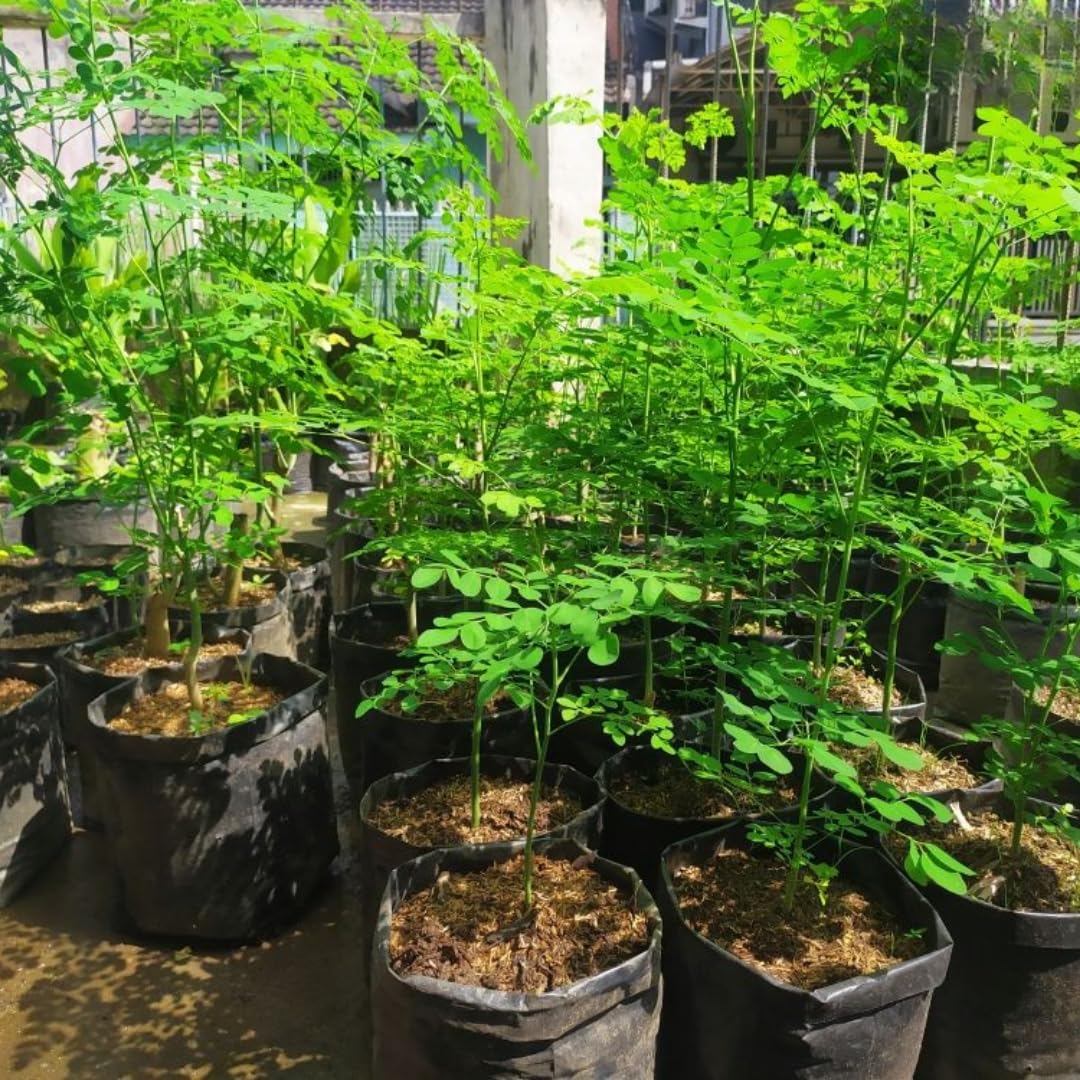 4 Live Moringa Trees Plants, Cold Hardy for Outdoor Garden, Zones 4-9, Well-Rooted Plant in Pot, Moringa Oleifera Malunggay Horseradish Trees