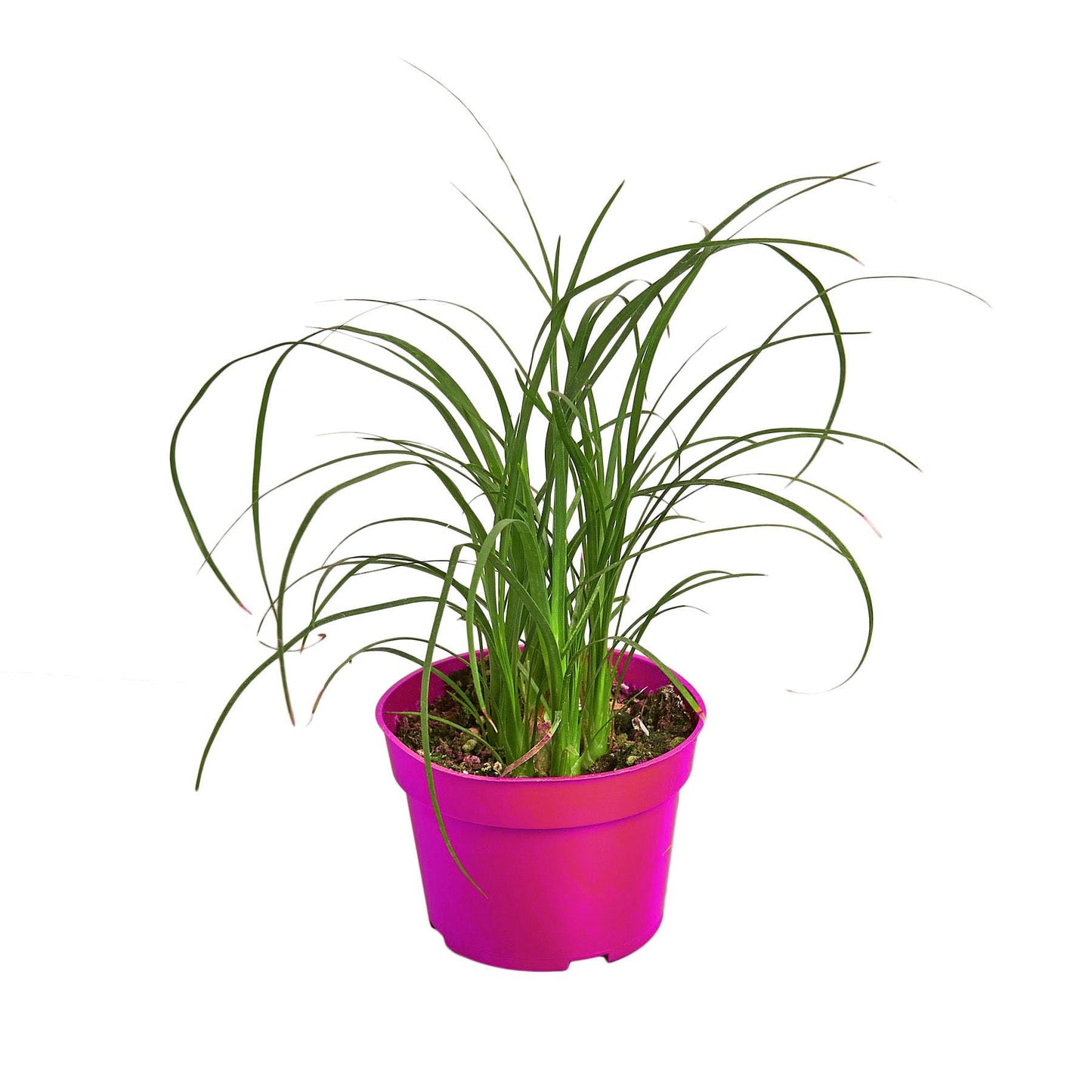 Palm Ponytail in 3in Pot - Live Plants Tropical Houseplants | Variegated | USA Growers | The Snobby Leaf