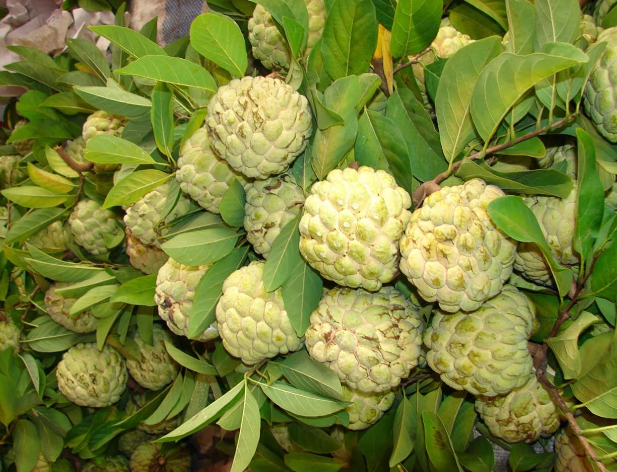 Green Sugar Apple Plant Live for Planting, Annona Squamosa Tree Live Plant 2 to 3 Feet Tall in 3 Gallon Pot, Sweet Custard Apple Fruit Tree Outdoor Garden, Can't Ship to CA