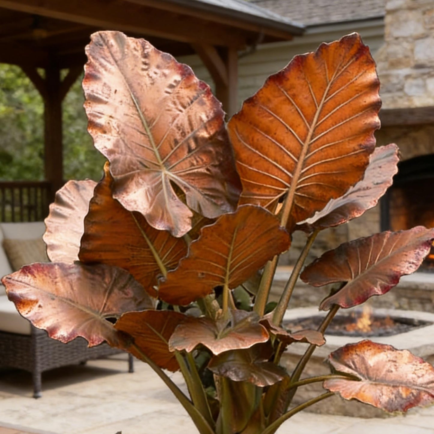 Hardy Elephant Ear Plant Bulbs | Tropical Colocasia for Home Garden & Outdoor Patio Landscaping (6)