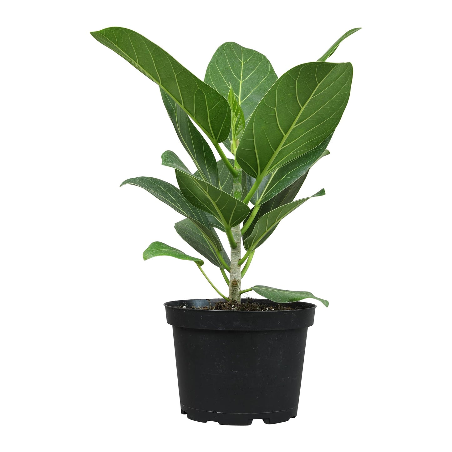 Live Ficus Tree 'Audrey' (Approx. 16" Tall) in 6" Grower Pot, Air Purifying Easy Live Indoor Houseplant, Unique Desk & Office Plant by Plants for Pets