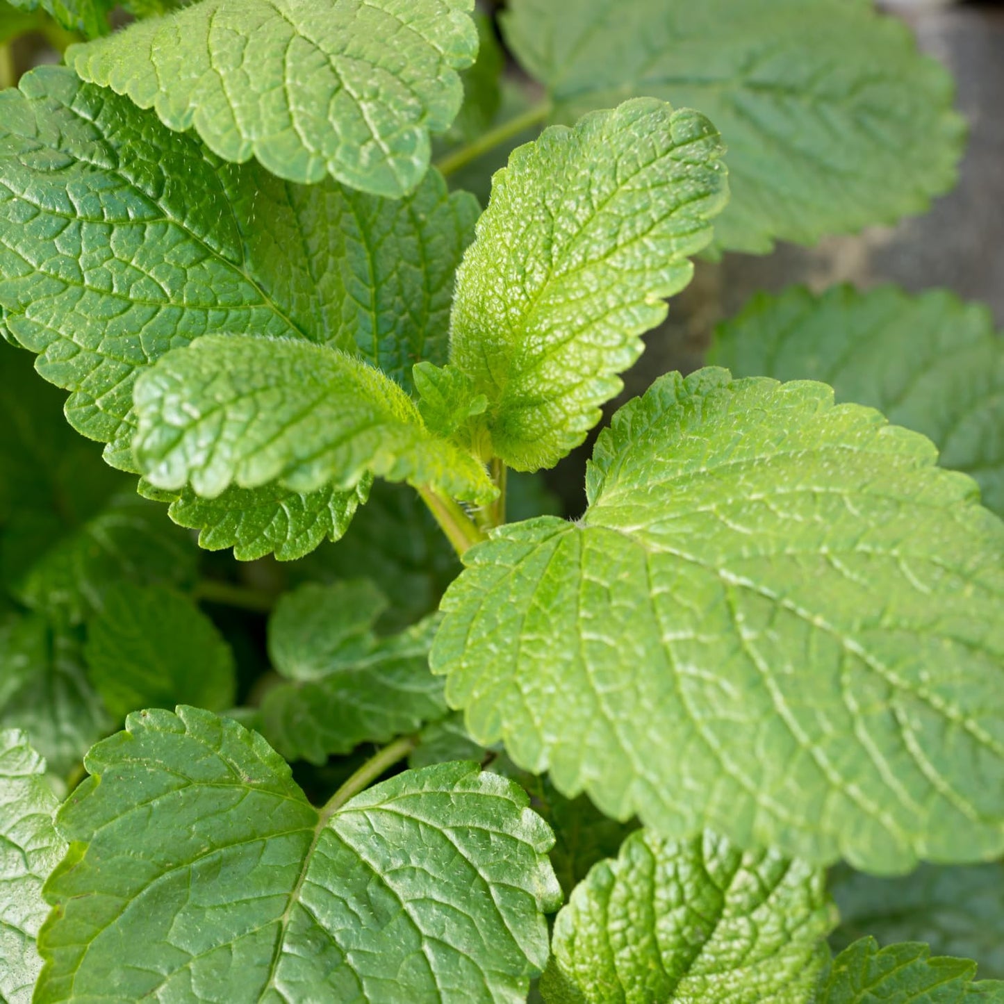 Pack 3 Lemon Balm Live Plants, 3-6" Tall Fragrant Herb Lemon Balm Plants for Garden Growing, No Pot, Well Rooted Starter Plants