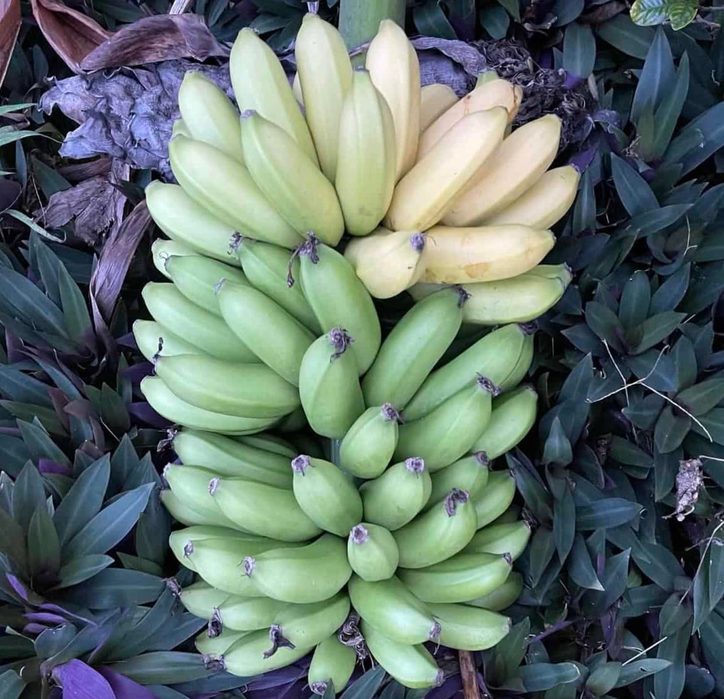 Mona Lisa Banana Plant Rare Musa FHIA-02 – Live Plant, 5-9 Inches Tall – Fast-Growing, Rare Dessert Banana Variety