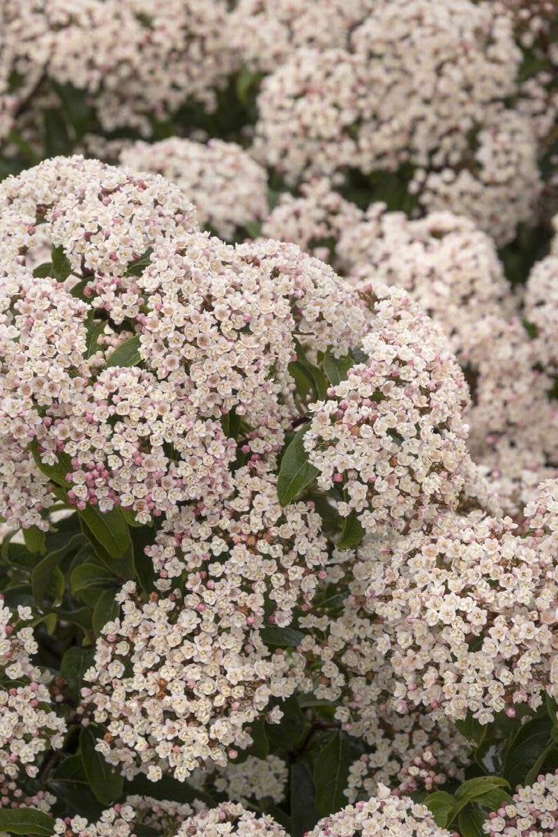 Viburnum Spring Bouquet | 3 Extra Large Trade 3 Gallon Plants | Viburnum Tinus 'Spring Bouquet' | Evergreen Privacy Hedge | Year-Round Interest