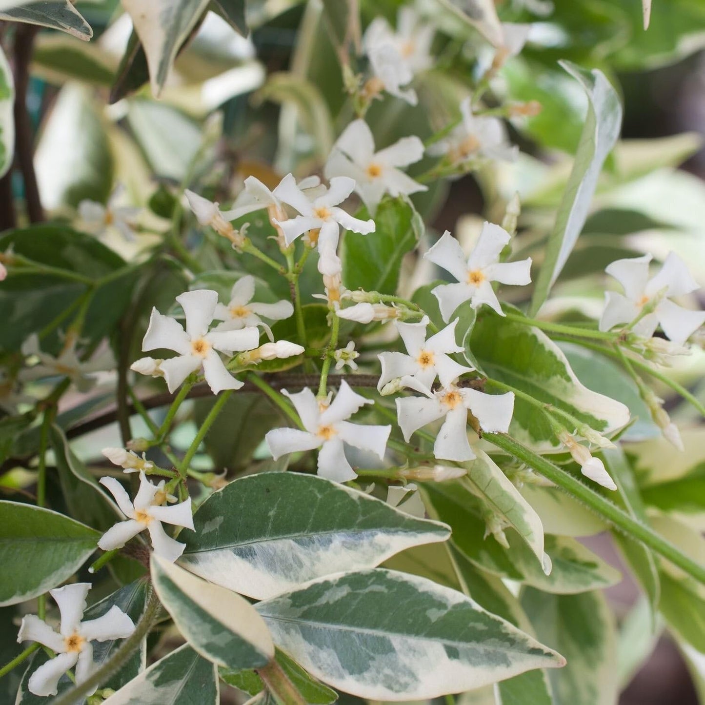 Live Plant - Variegated Confederate Jasmine Trachelospermum Jasminoides Rooted Starter Plant