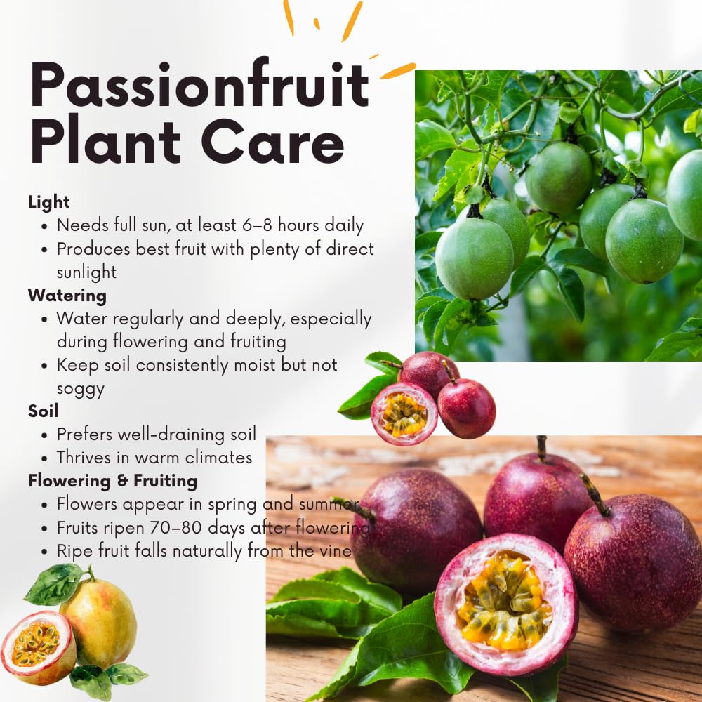 Red Passion Fruit Plant Live, Tropical Fruit Vine for Planting, 5-10" Tall, Sweet Edible Fruits, Passionfruit Seedling