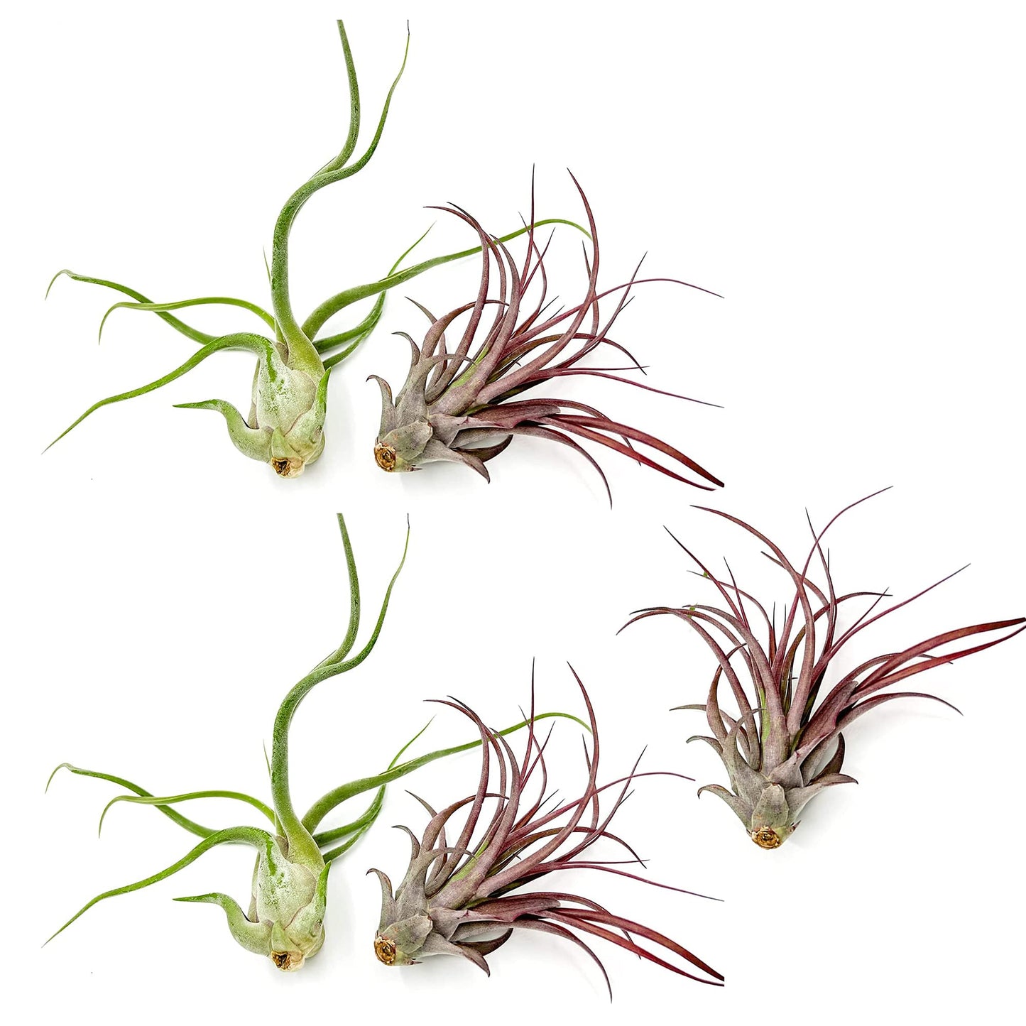 ragnaroc Air Plants - Tillandsia Variety Pack, Jumbo 5-9" - 5ct - Live Arrival Gauranteed - House Plants for Home Decor & Gift