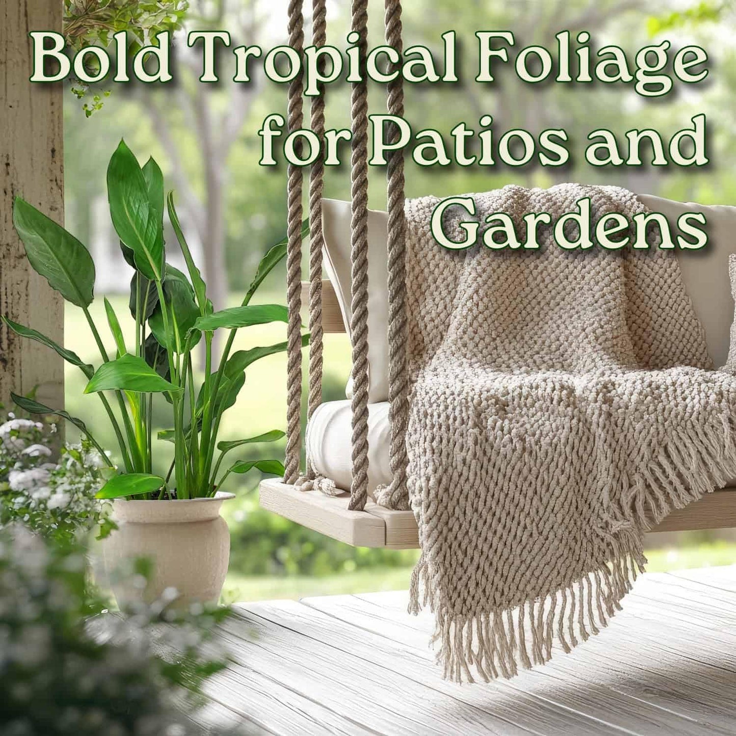 Tropical Plants of Florida Bird of Paradise Live Plant Orange Flower with Soil and Heat Pack - 3 Gallon 30 to 36 Inch Tall Indoor Outdoor Tropical Foliage Plant