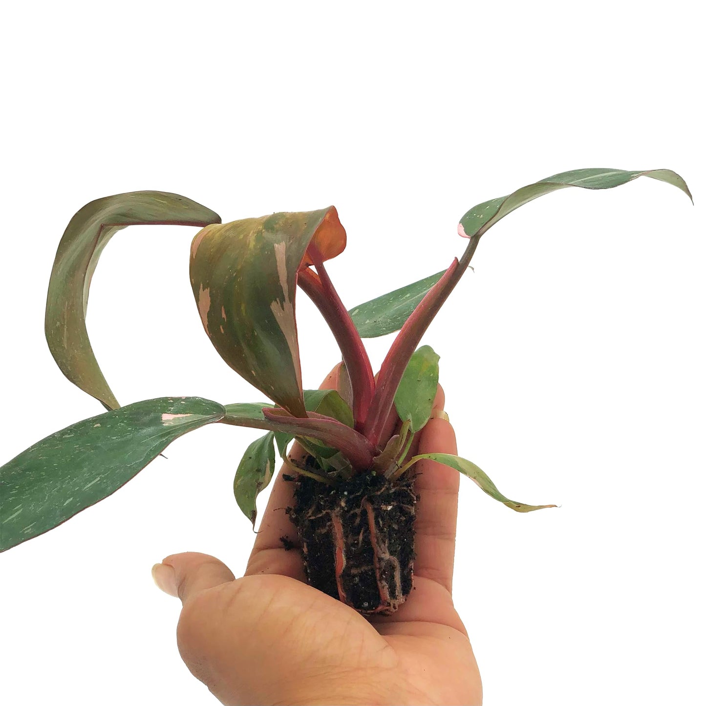 Live Plant - Philodendron Pink Princess, 4-6” Tall 2” Plug - 1ct - Live Arrival Guaranteed - House Plants for Home Decor & Gift