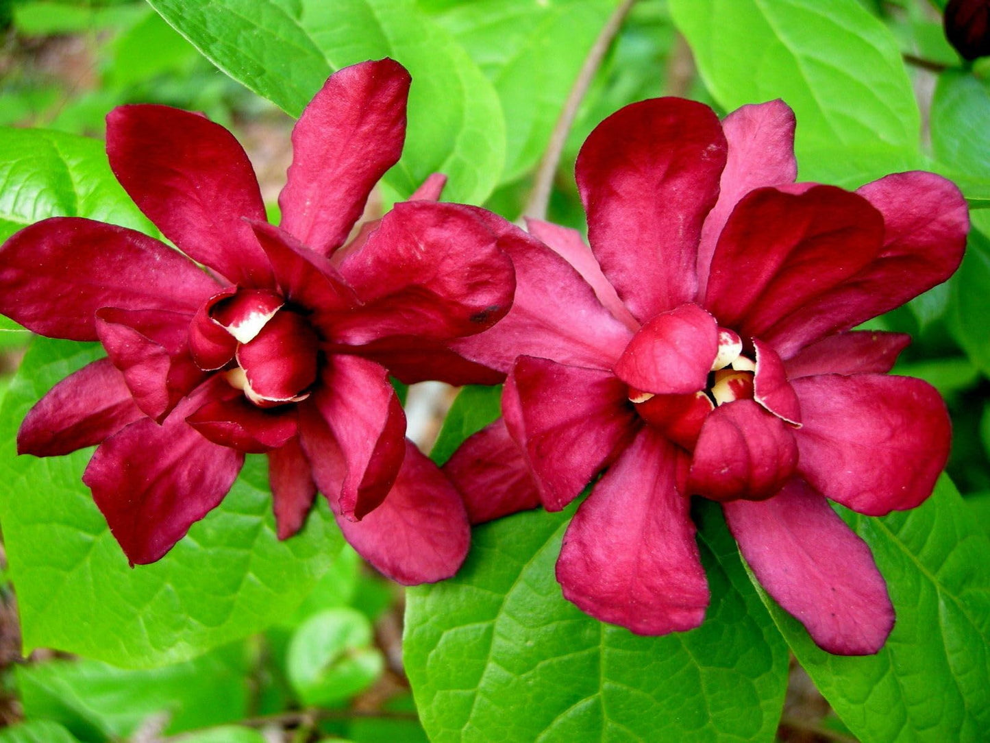 Live Plant - Carolina Allspice/Sweet Shrub - 6-18" Tall Plant - Qt Pot - Calycanthus floridus