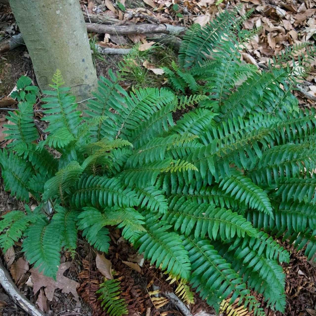 Live Plant - 5 Christmas Fern Rhizomes/Roots, Christmas Dagger - (Polystichum acrostichoides)
