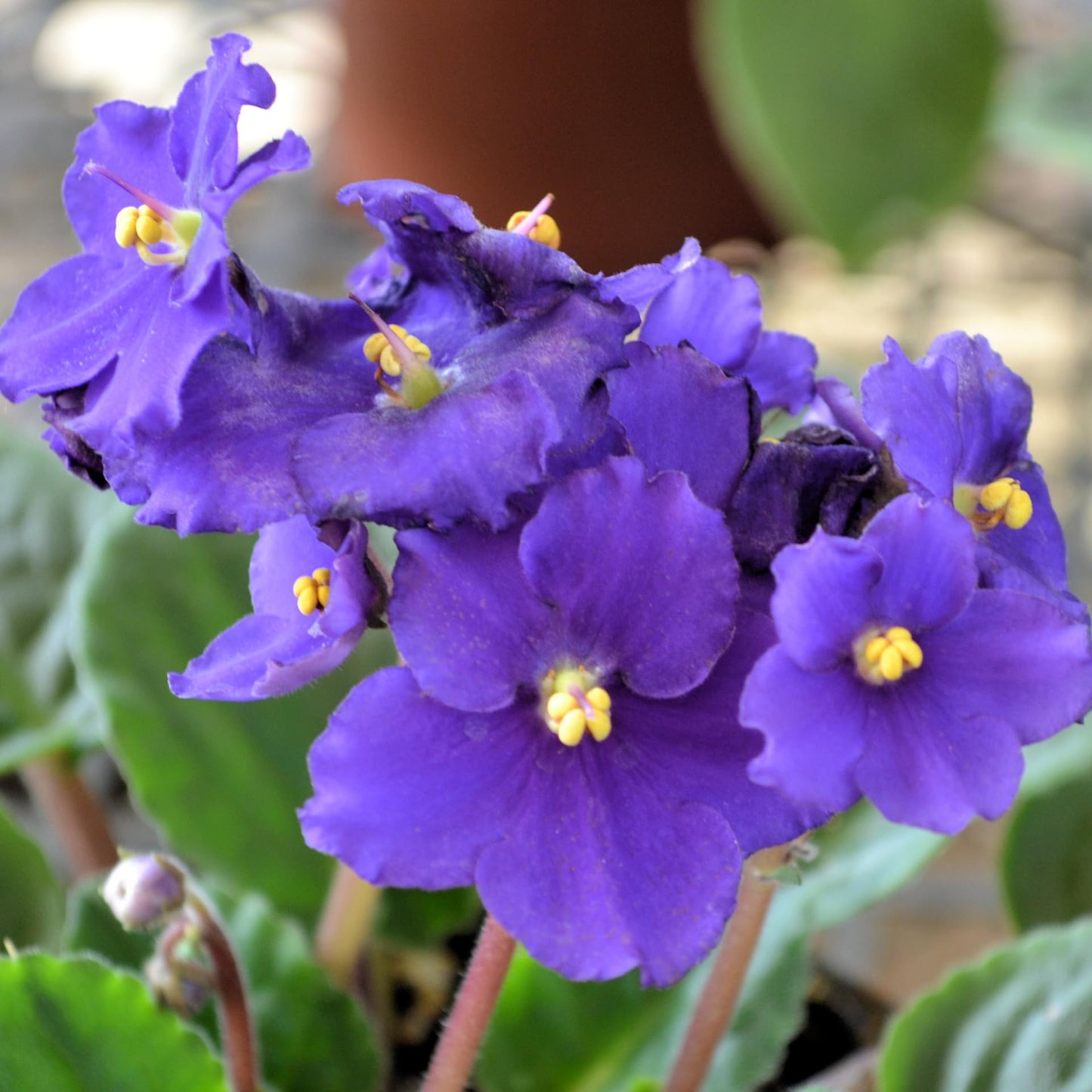 African Violets Live Plant in 4 Inch Pot, Blue Blooms, Perennial Flower Houseplant African Violet Plant for Indoors Outdoor Garden
