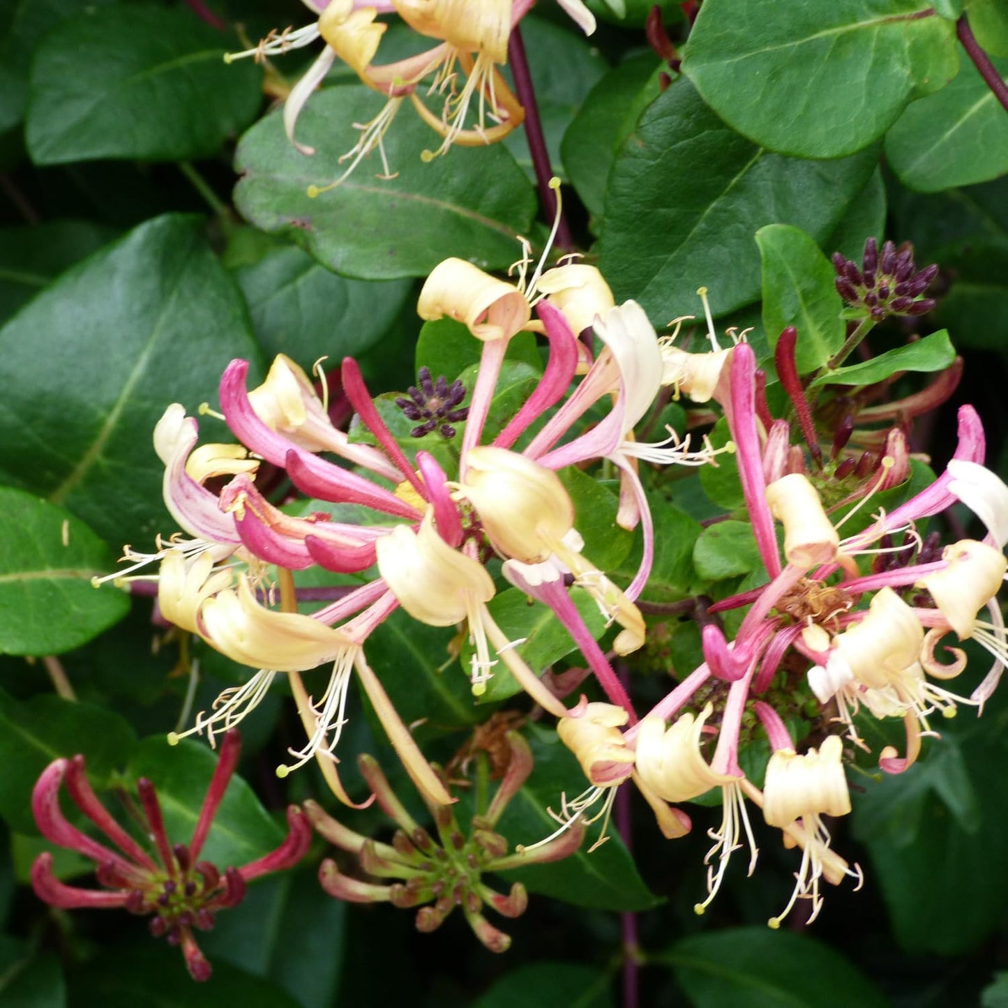 Honeysuckle Live Plant, Perennial Honeysuckle Live in 2.5 Inch Pot, Lonicera Fragrant Honeysuckle Vine Plant Bushes Outdoor Garden