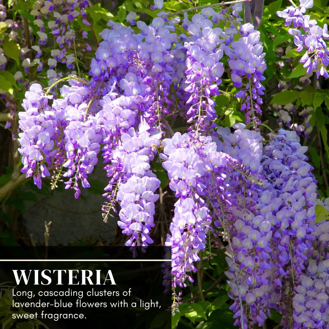 Purple Wisteria Seedlings for Planting - Live Tree Seedling to Grow - Wisteria sinensis - No Ship to California (1 Wisteria Plant)