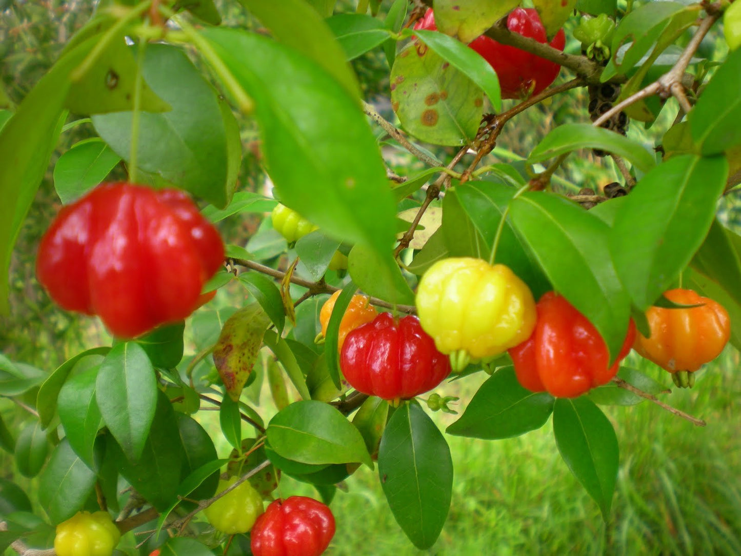 Two (2) Surinam Cherry (a.k.a. Brazilian Cherry, Pitanga, Cayenne Cherry) Trees JL
