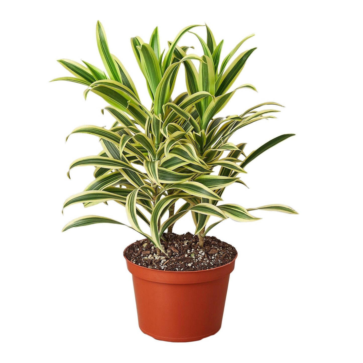 2 Pack Dracaena 'Song of India' in 4in Pot - Live Plants Tropical Houseplants | Variegated | USA Growers | The Snobby Leaf